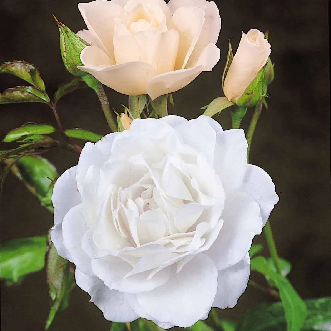Rosier arbuste Korbin