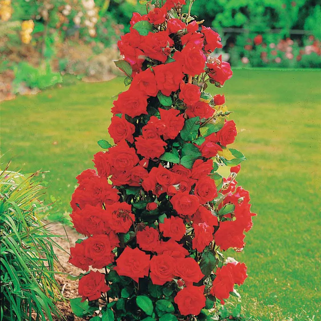 Rosier arbuste Shalom ® - Image 2