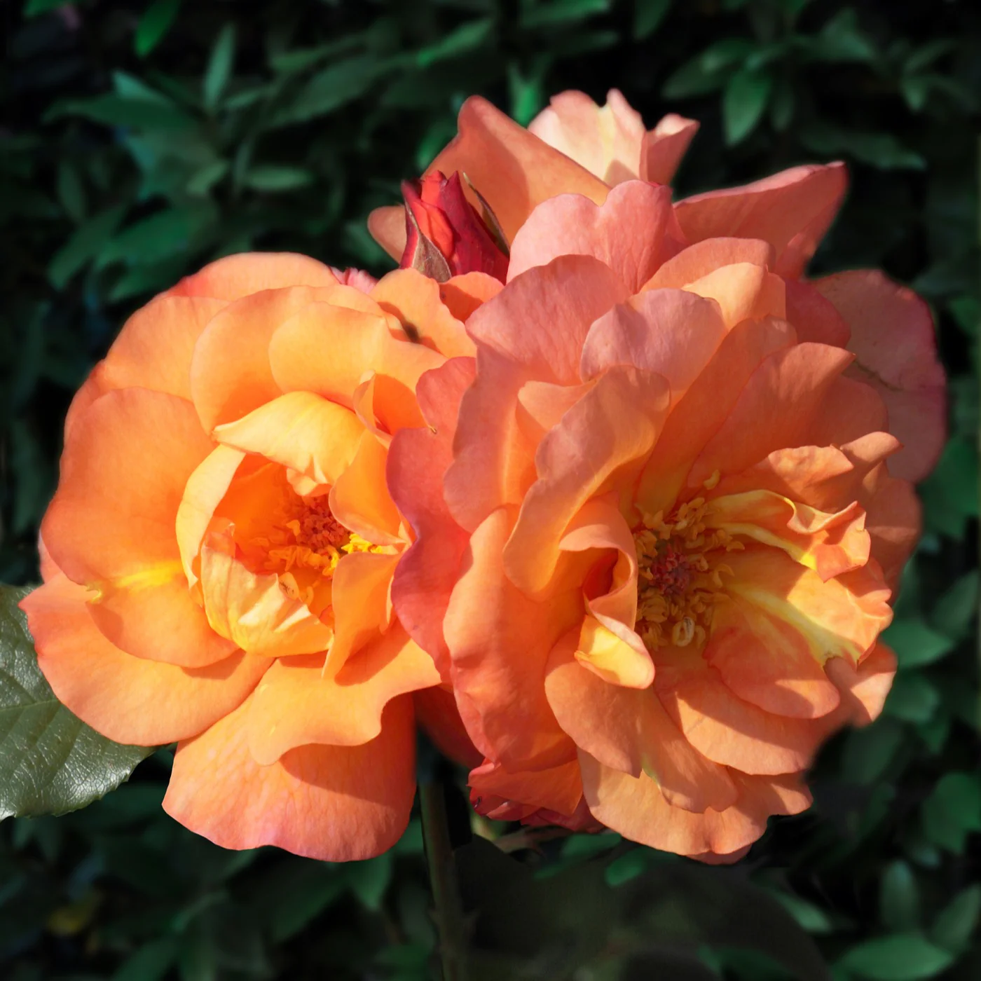 Rosier arbuste Westerland