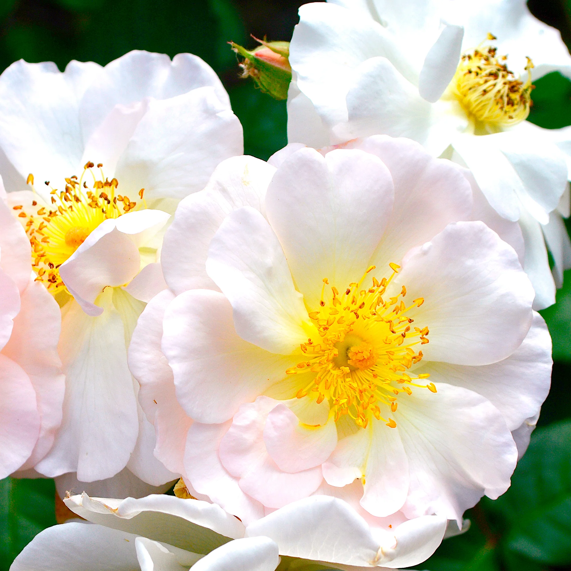 Rosier arbustif Pénélope