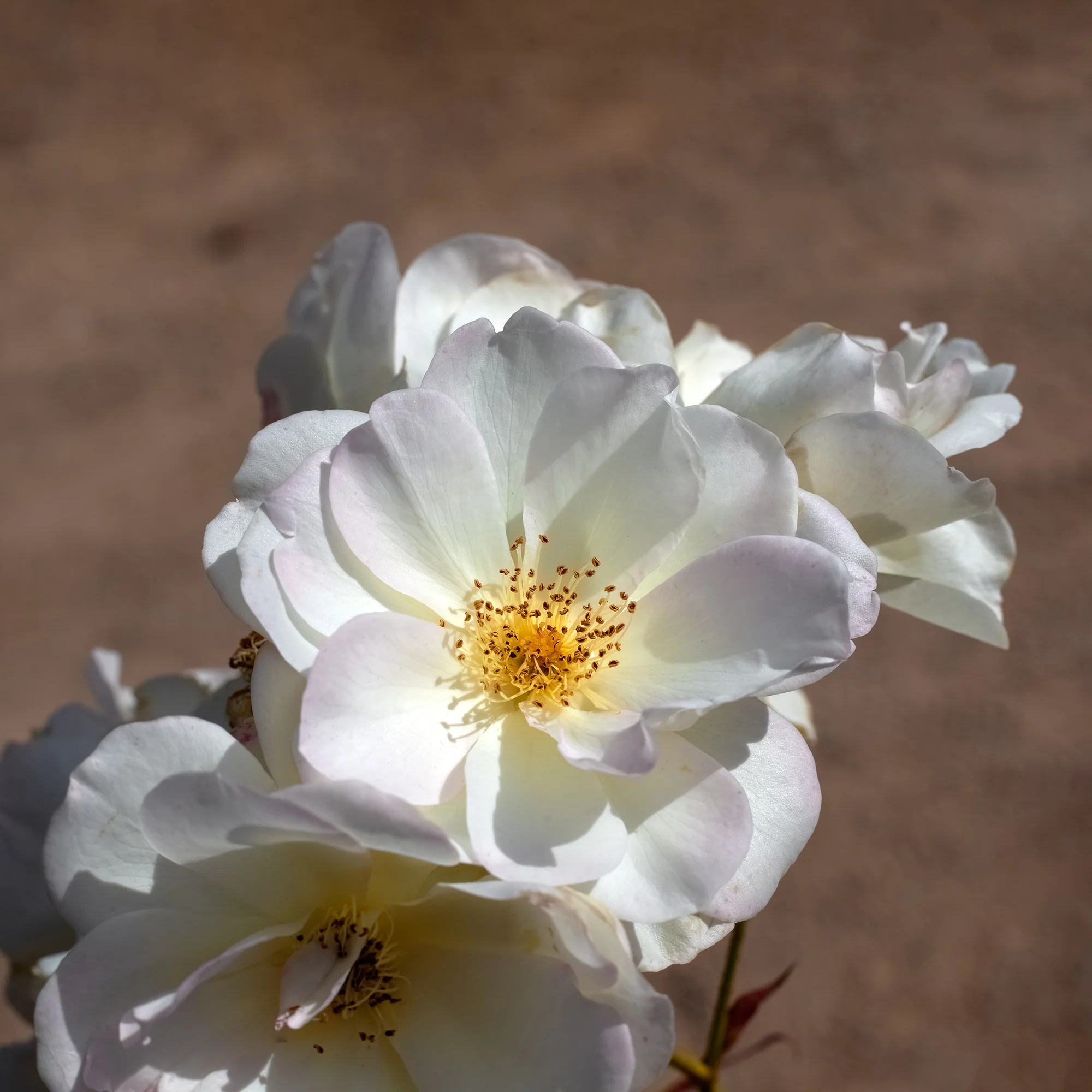Rosier arbustif Pénélope - Image 2