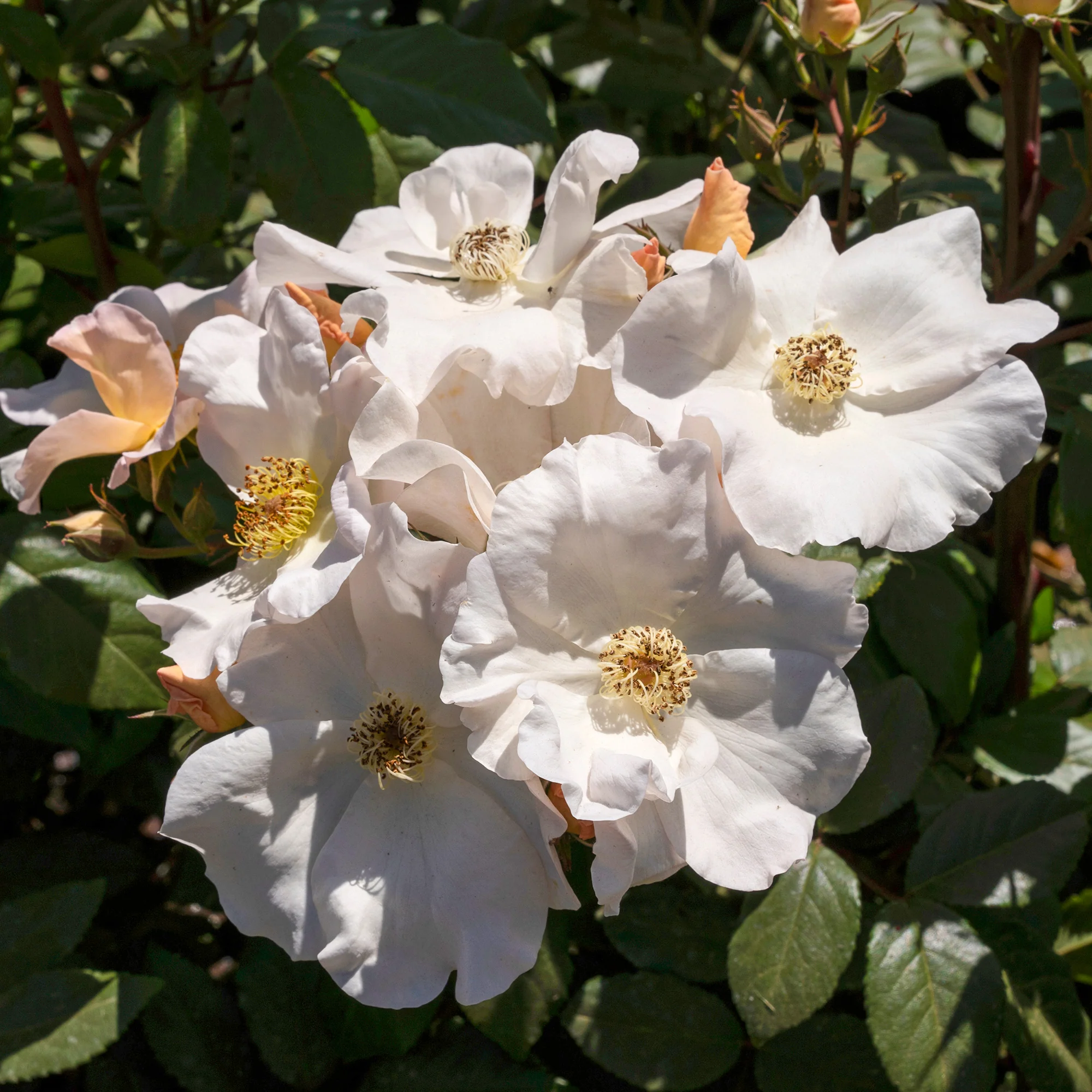 Rosier arbustif Sally Holmes