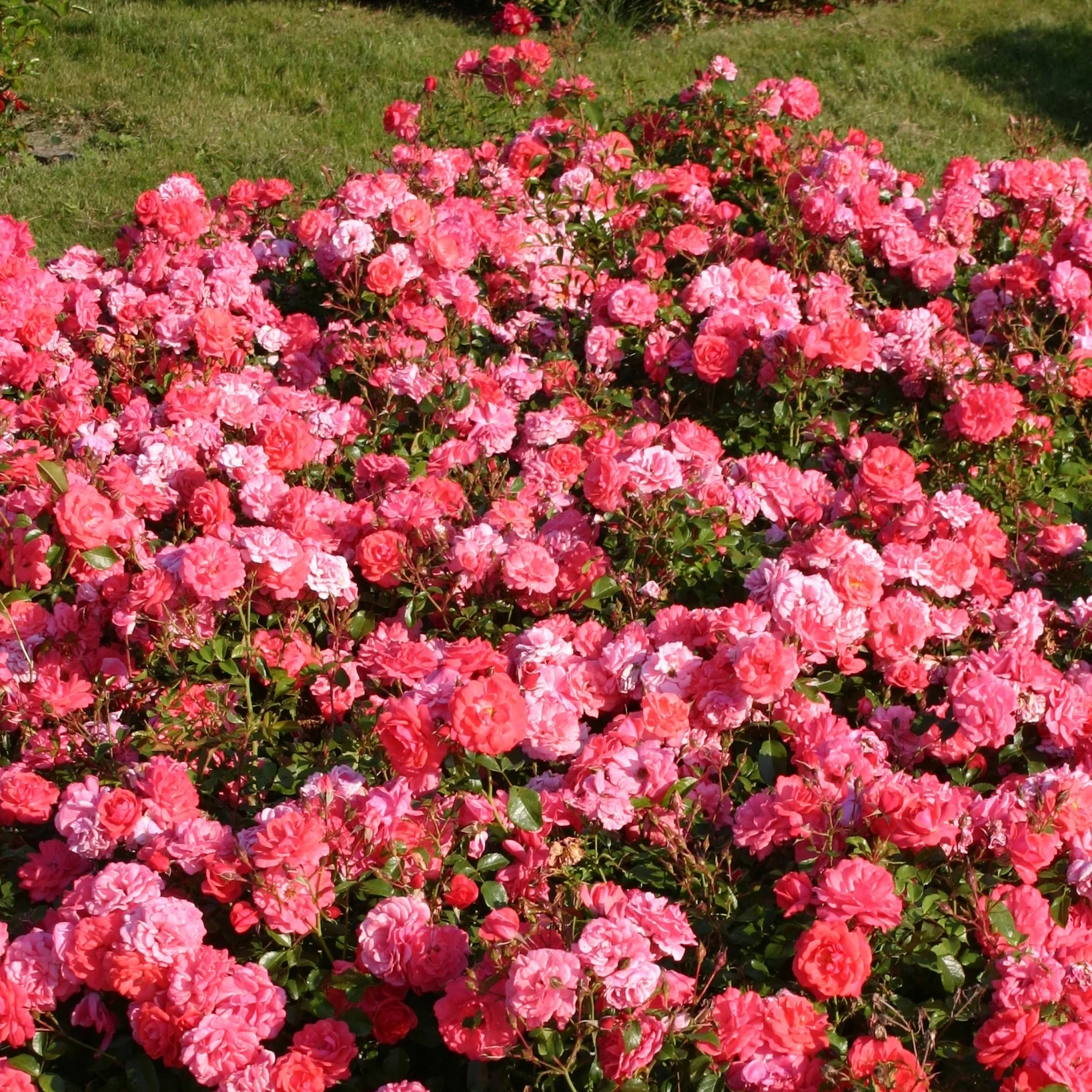 Rosier  Bonapart ®