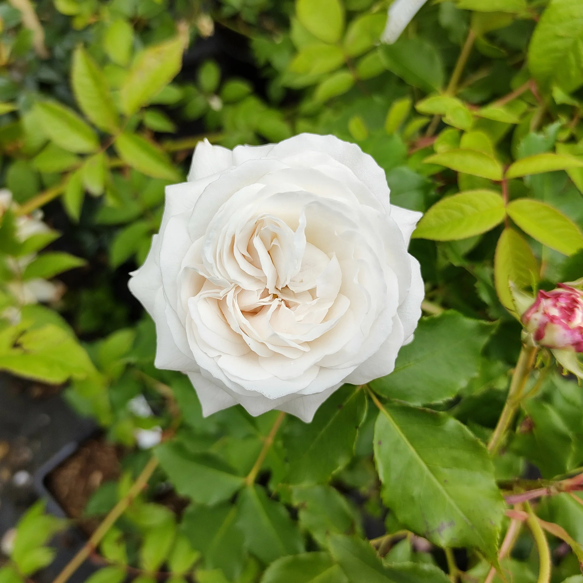 Rosier botanique Boule de Neige (Bourbon) - Image 2