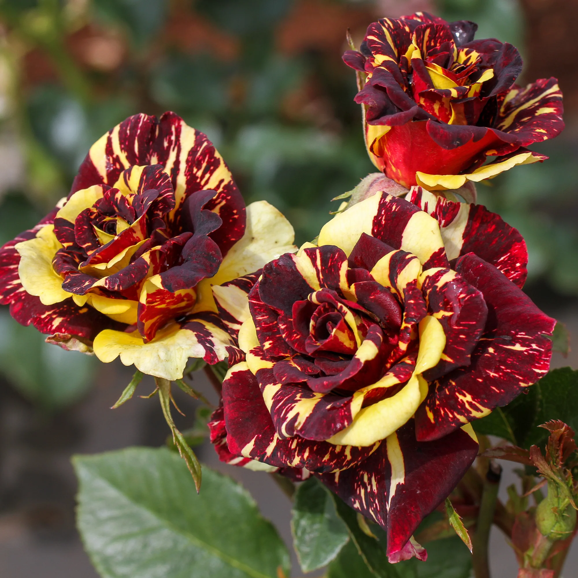 Rosier buisson Abracadabra® Koramsaro - Image 3