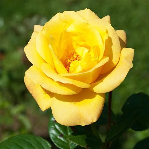 Rosier buisson 'Arthur Bell'