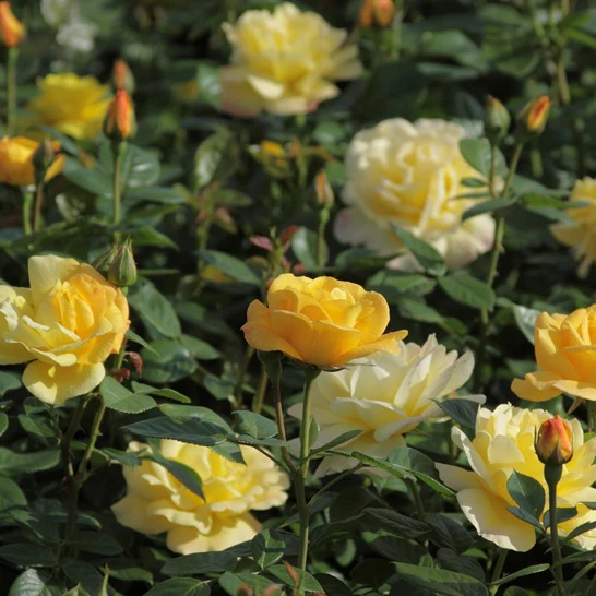 Rosier buisson 'Arthur Bell' - Image 3