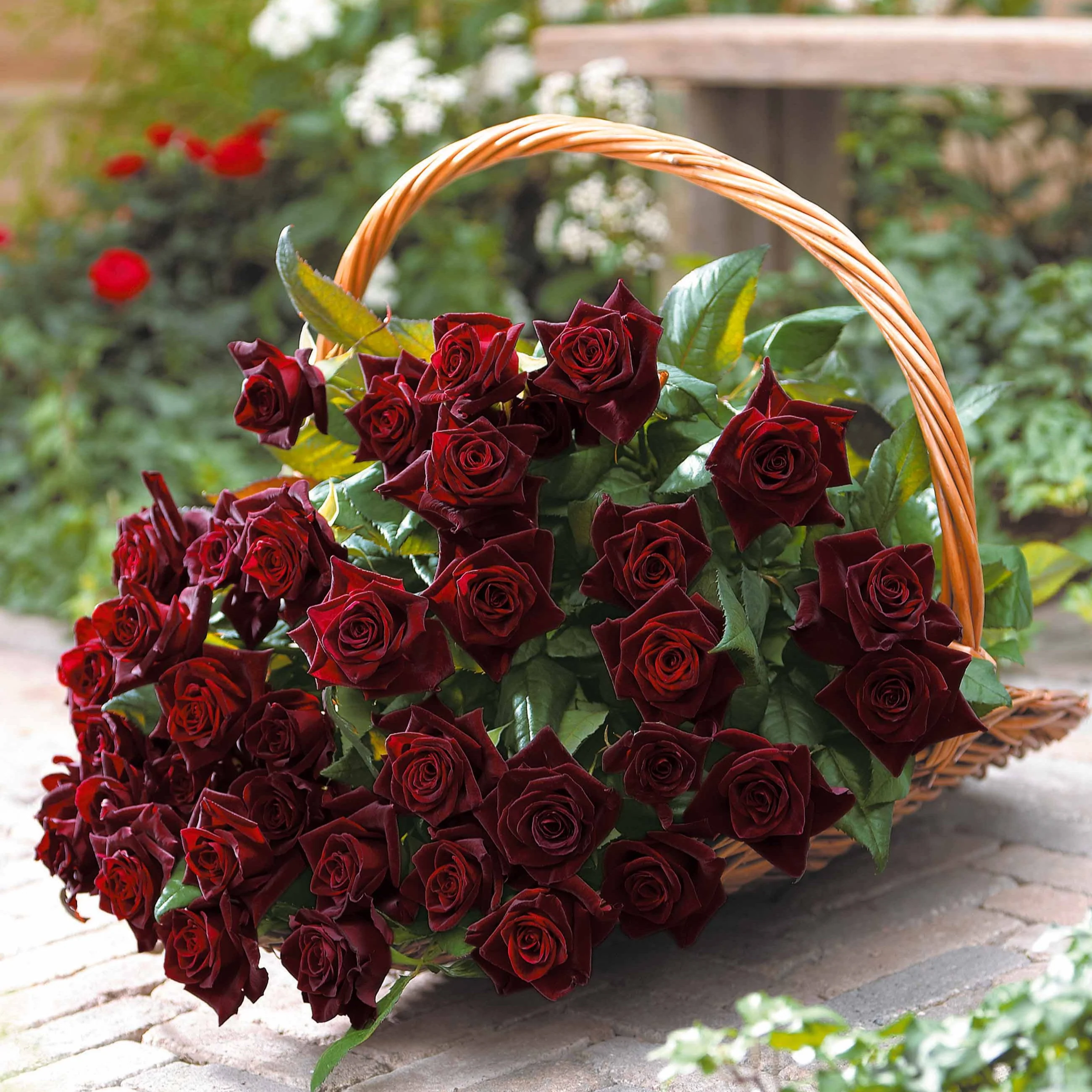 Rosier buisson Black Baccara ® Meidebenne
