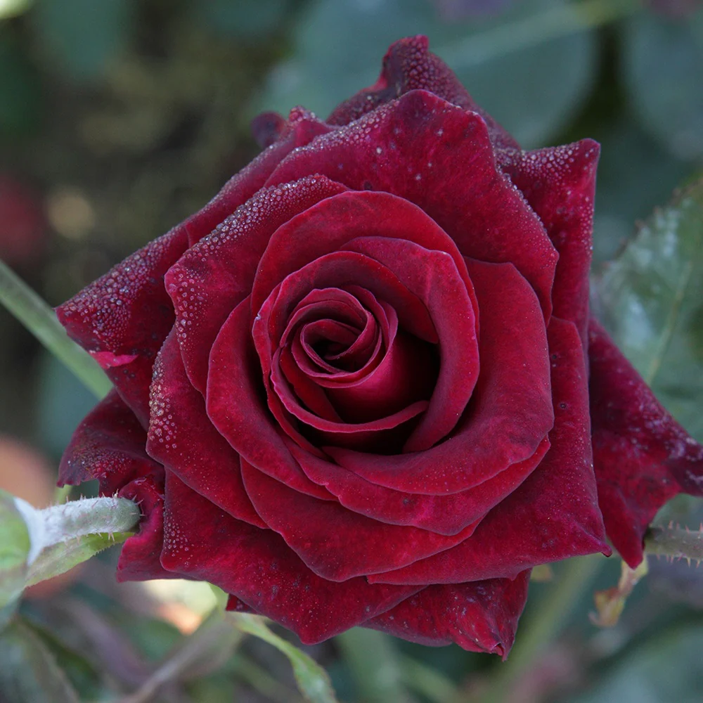 Rosier buisson Black Baccara ® Meidebenne - Image 2
