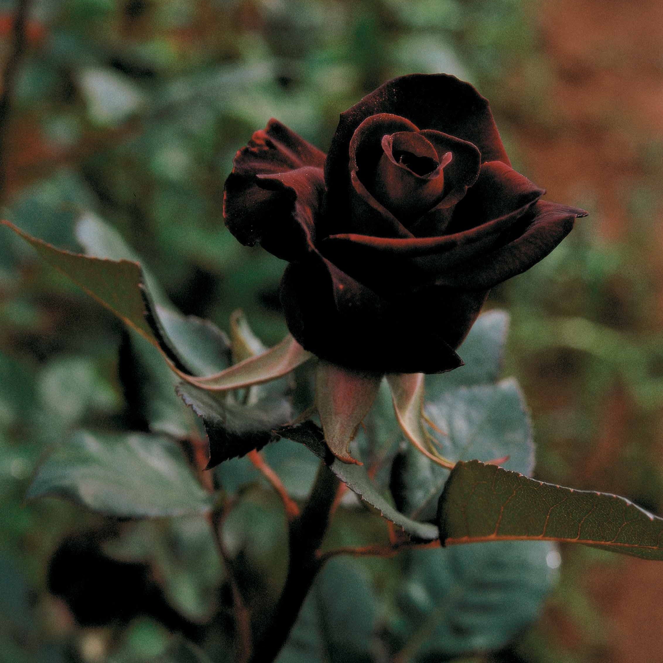 Rosier buisson Black Baccara ® Meidebenne - Image 3