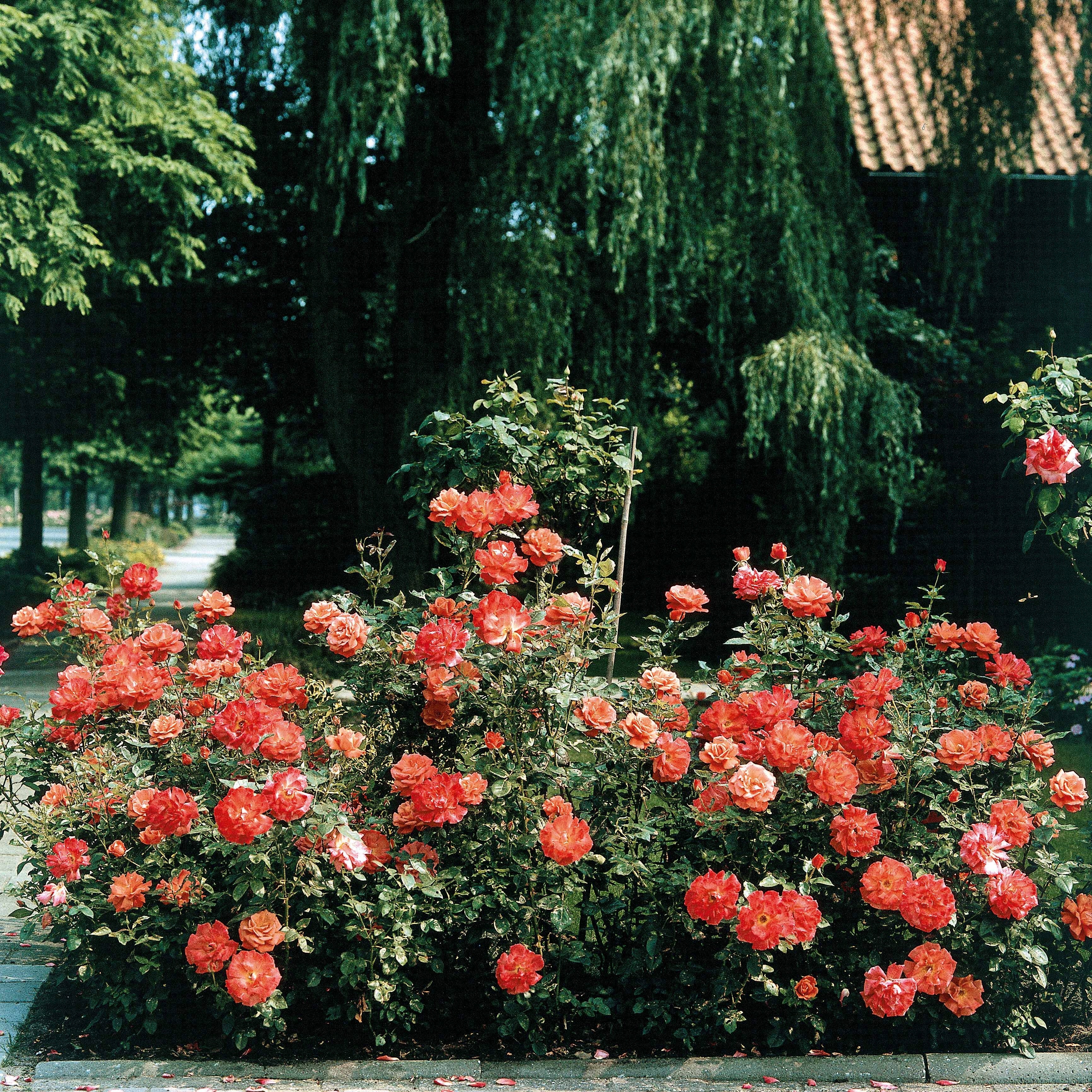 Rosier buisson Doris Tysterman