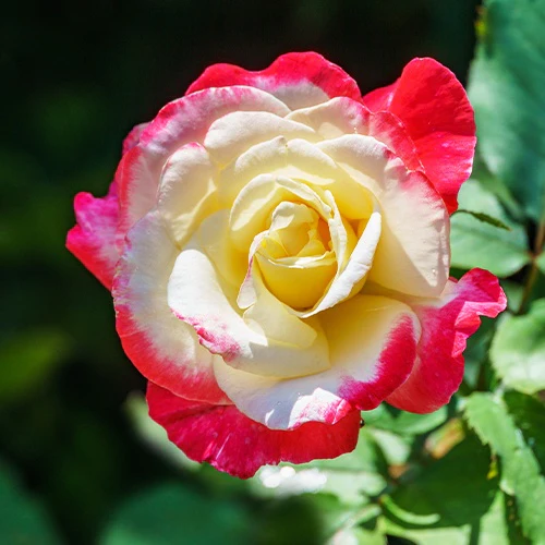 Rosier buisson Double Delight