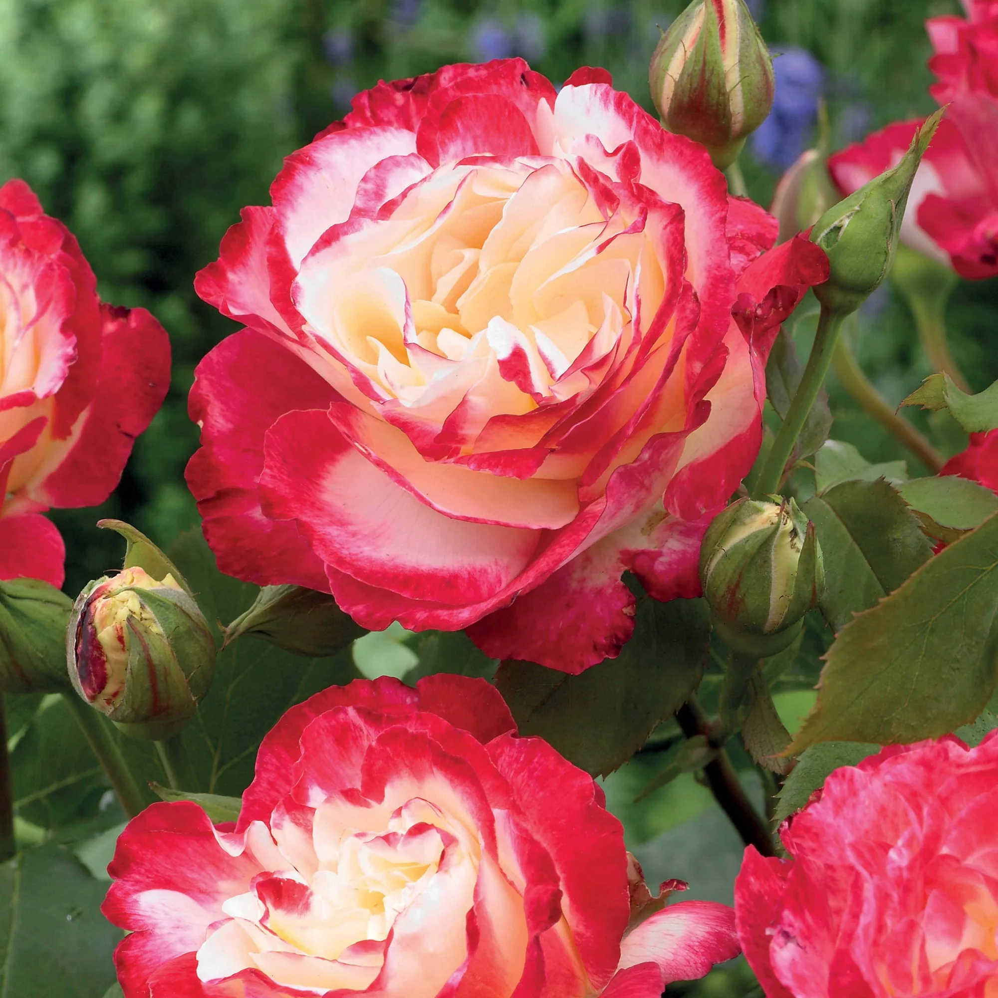 Rosier buisson Double Delight - Image 4