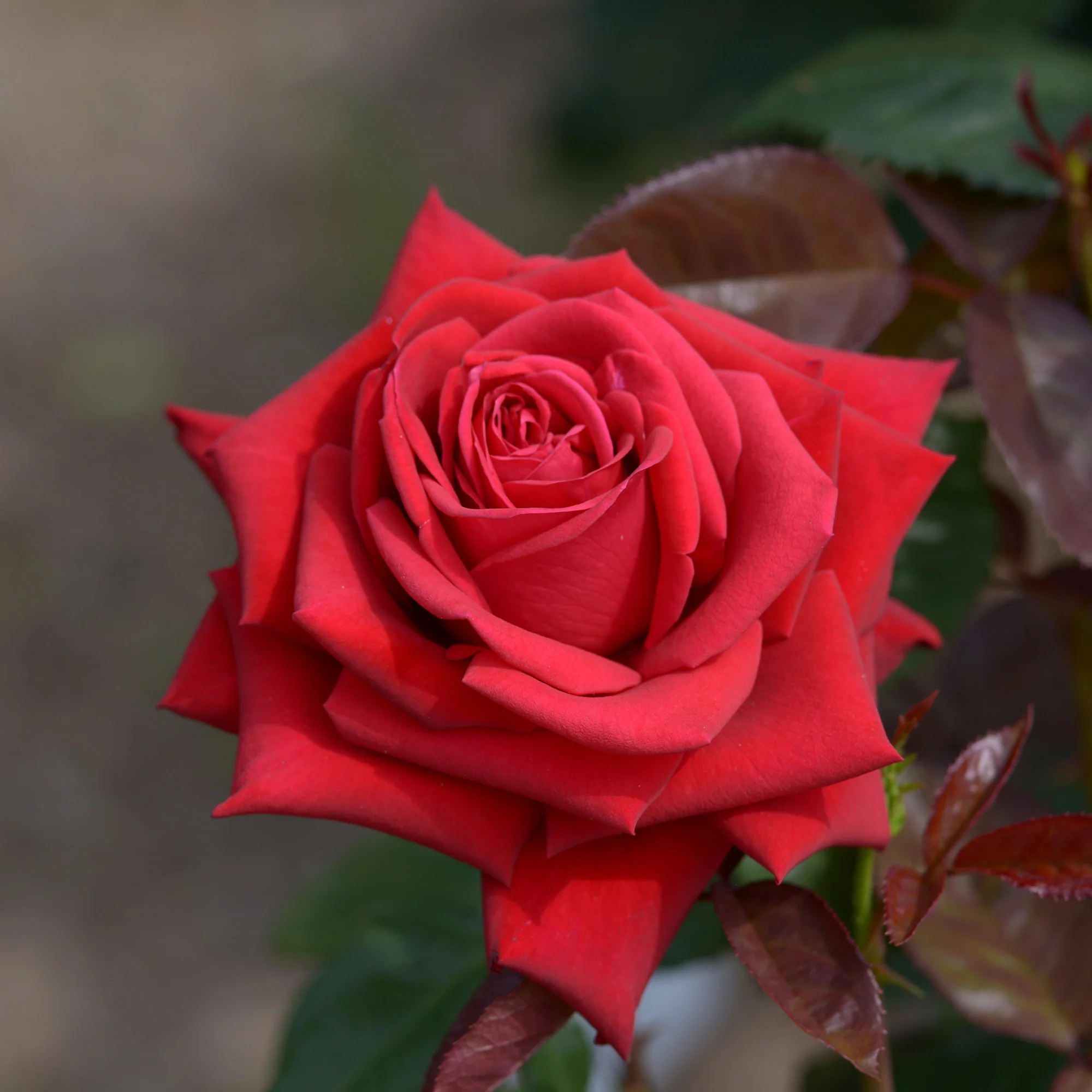 Rosier buisson Grande Amore ®