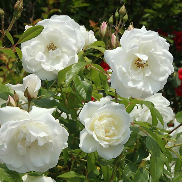 Rosier buisson Helga