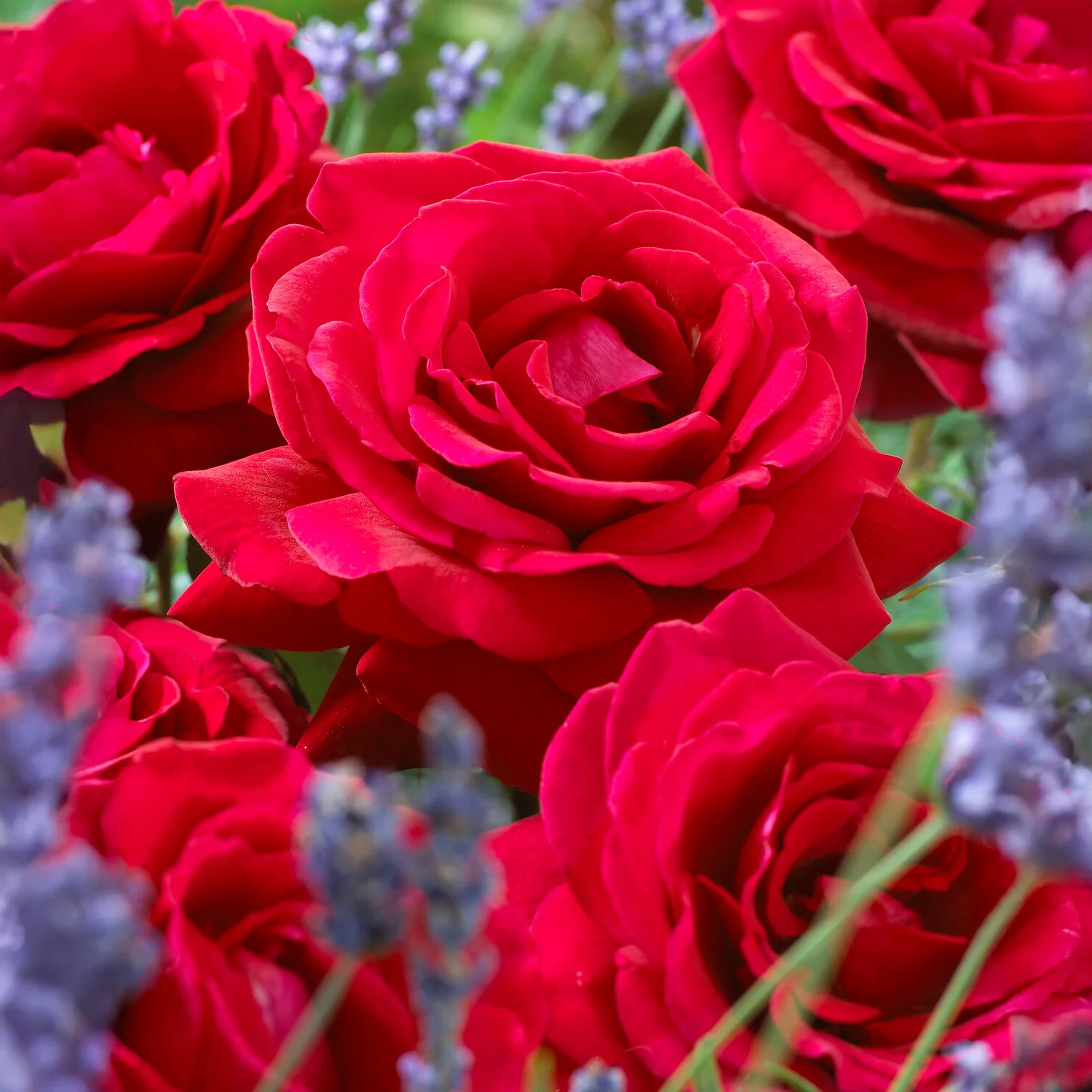 Rosier buisson La Magie du parfum (Duftzauber 84)