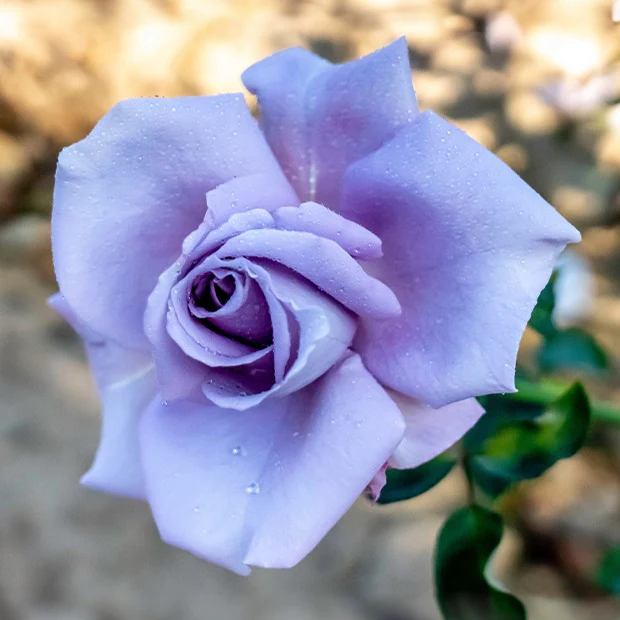Rosier buisson Lune Bleue