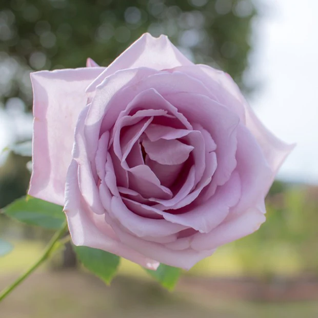 Rosier buisson Lune Bleue - Image 3