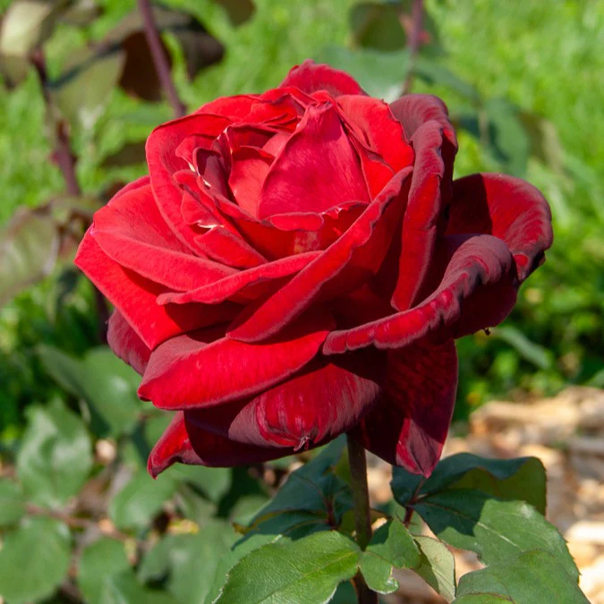 Rosier buisson Mr Lincoln
