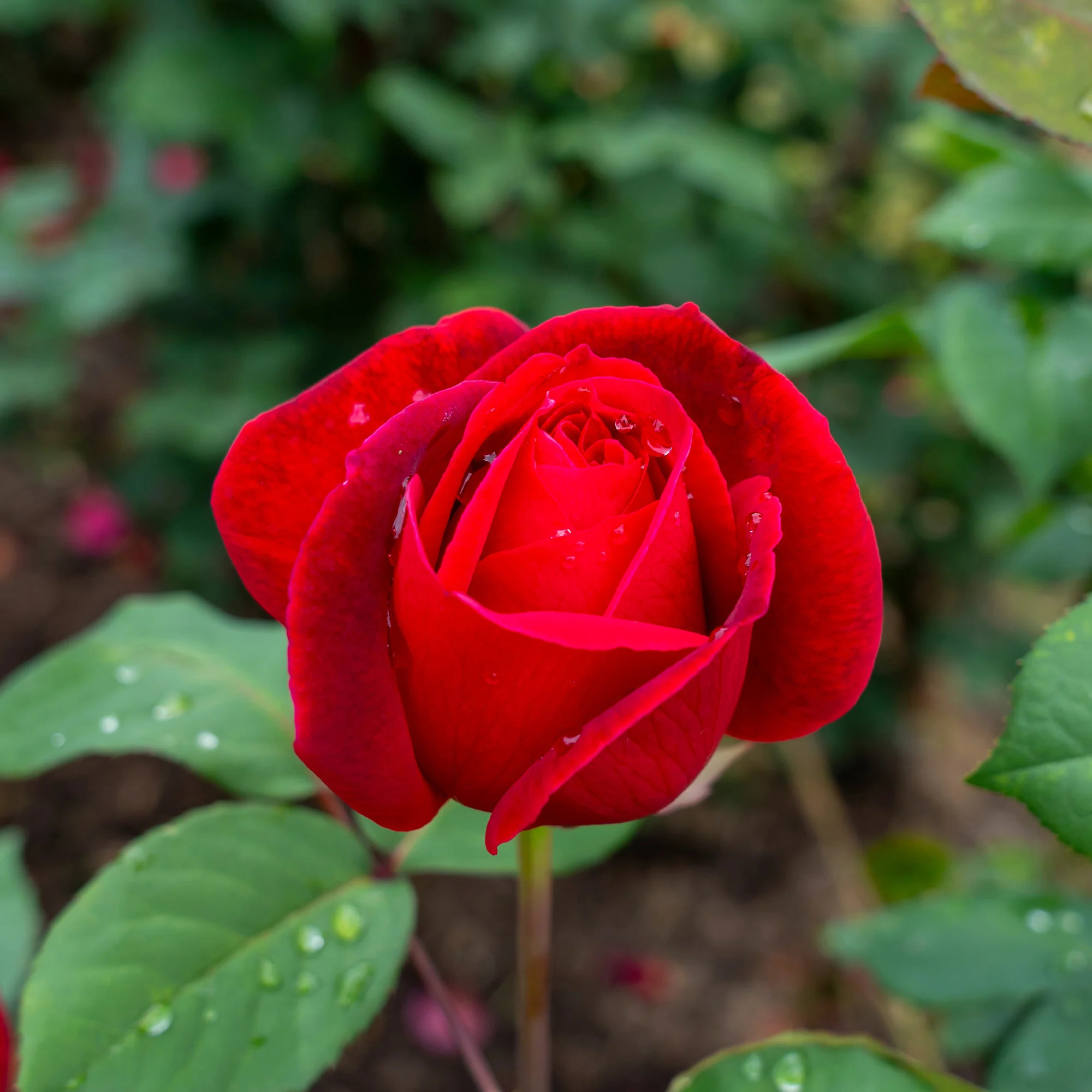 Rosier buisson Mr Lincoln - Image 2