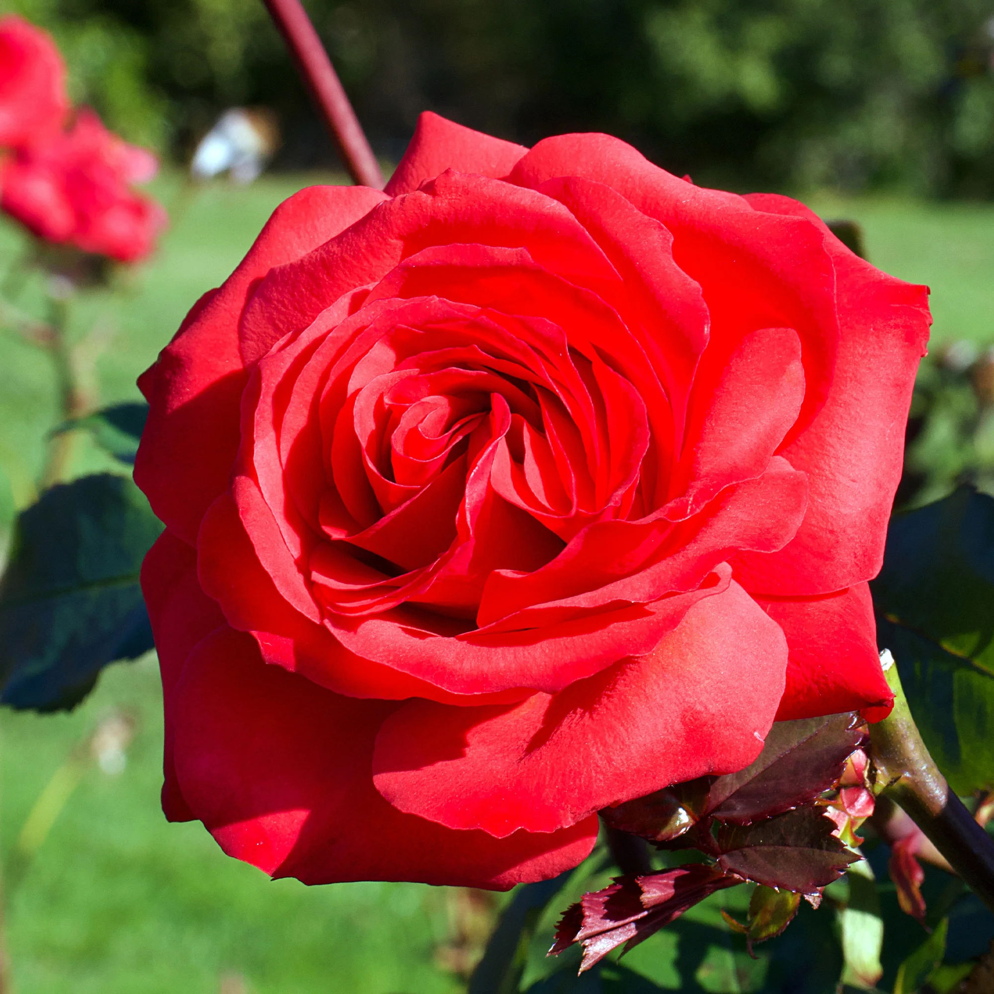 Rosier buisson Mr Lincoln - Image 3