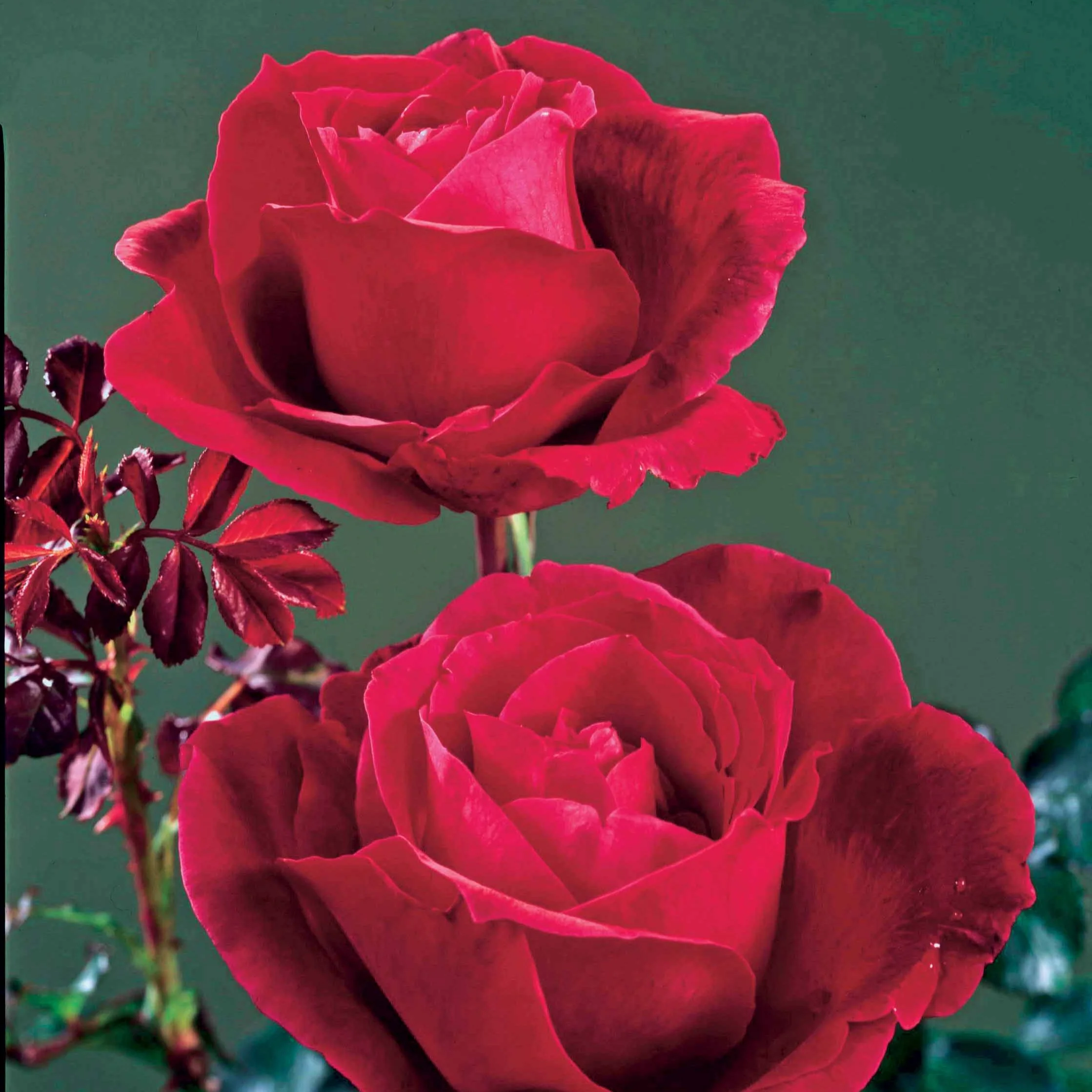 Rosier buisson Mr Lincoln - Image 4