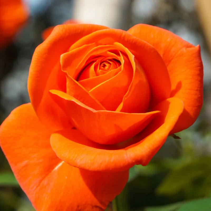 Rosier buisson orange - Image 2