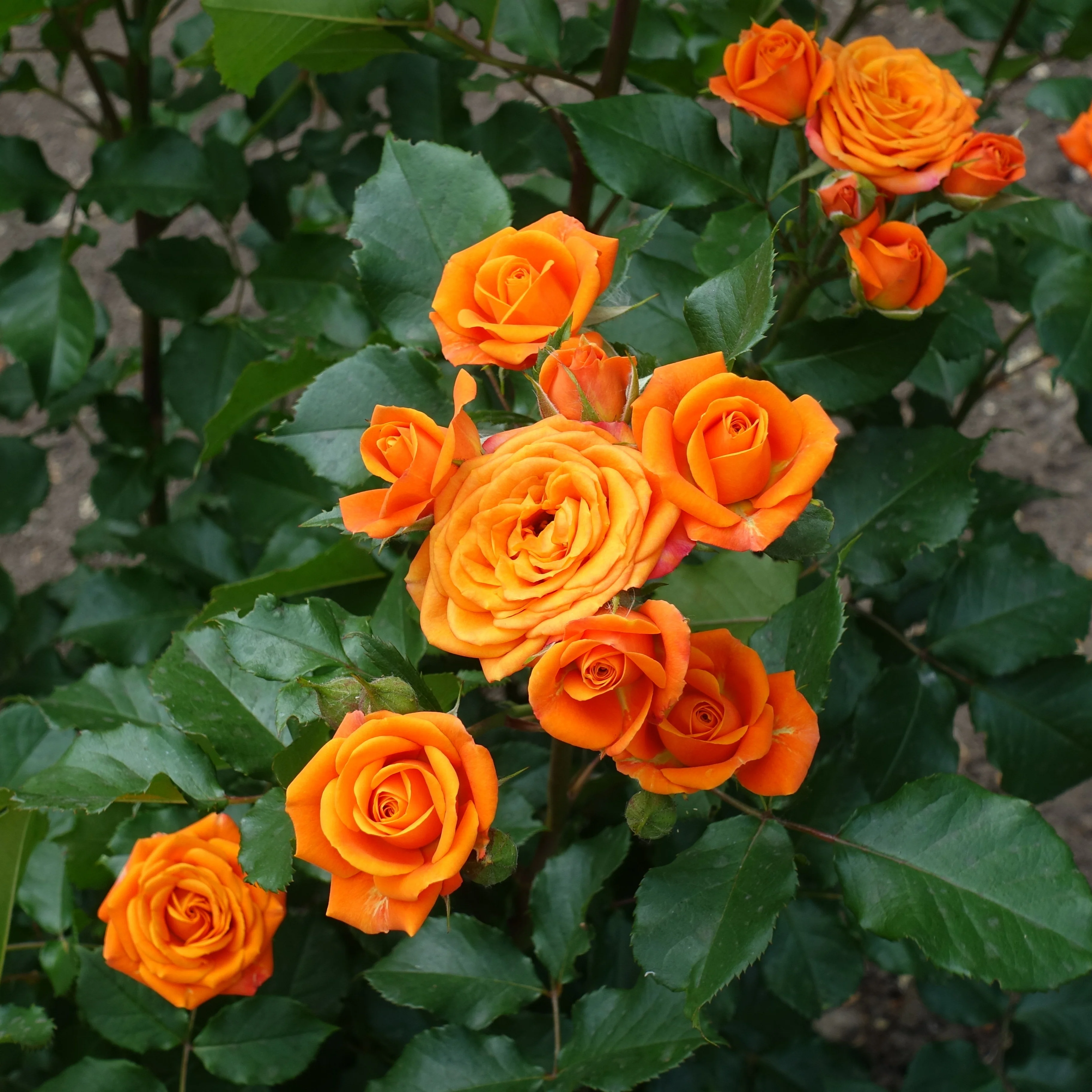 Rosier buisson orange - Image 3