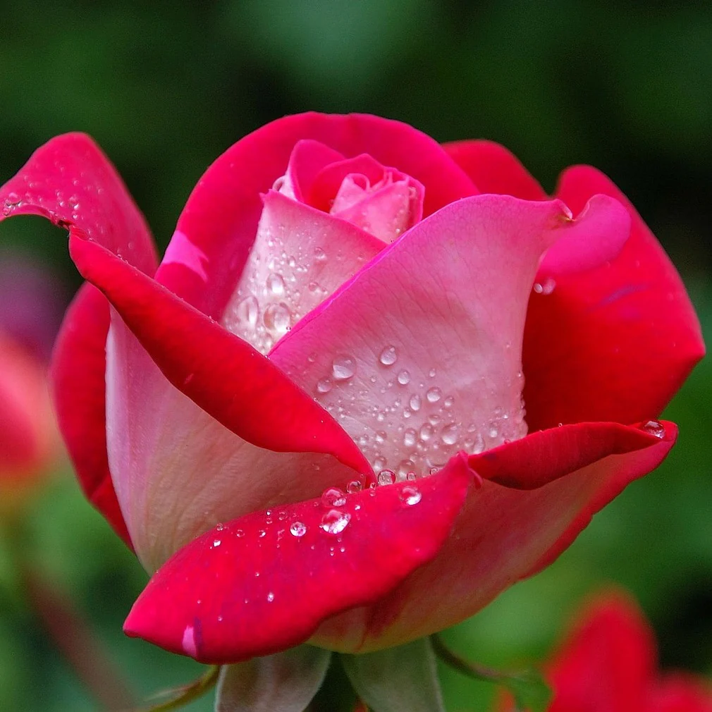 Rosier buisson Osiria
