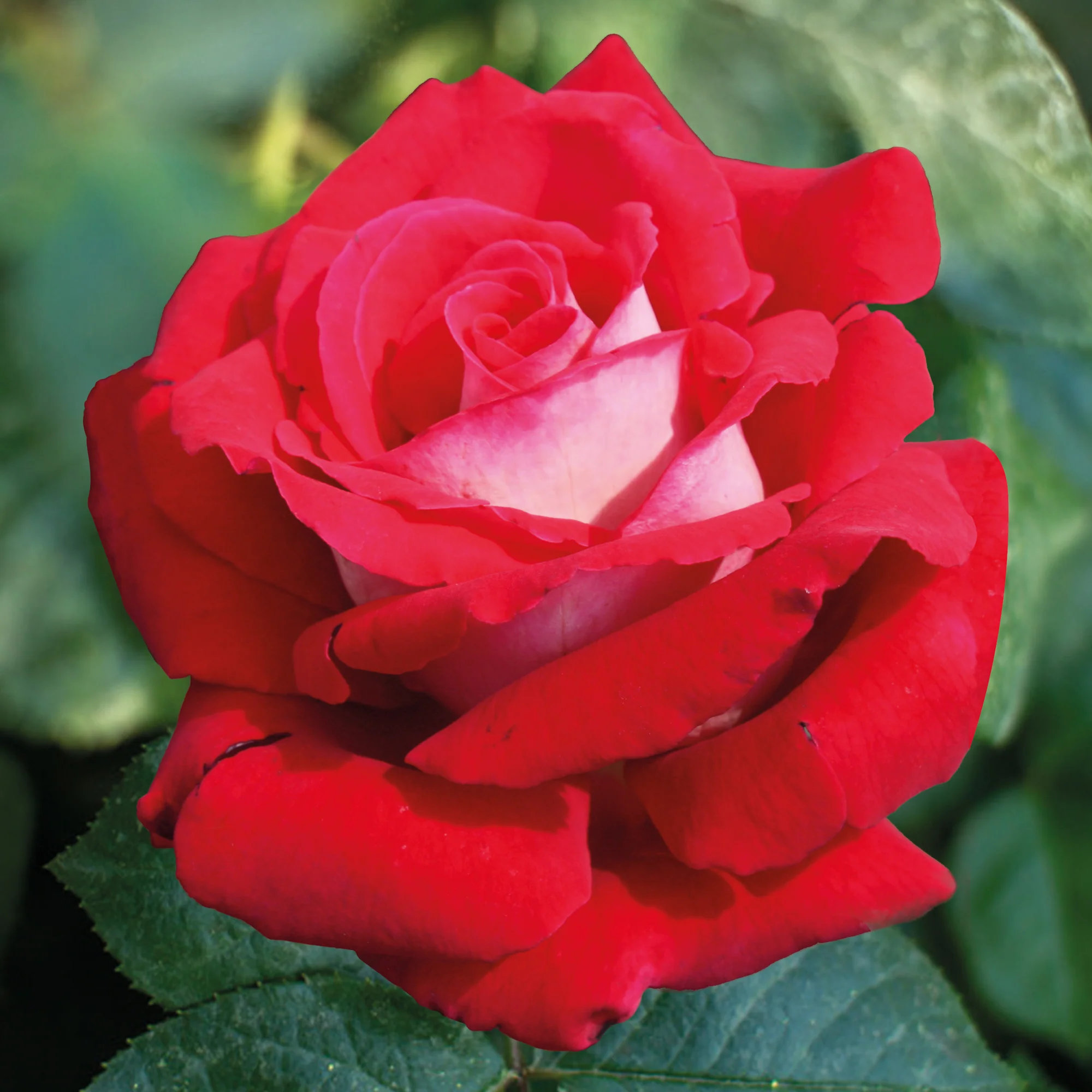 Rosier buisson Osiria - Image 2