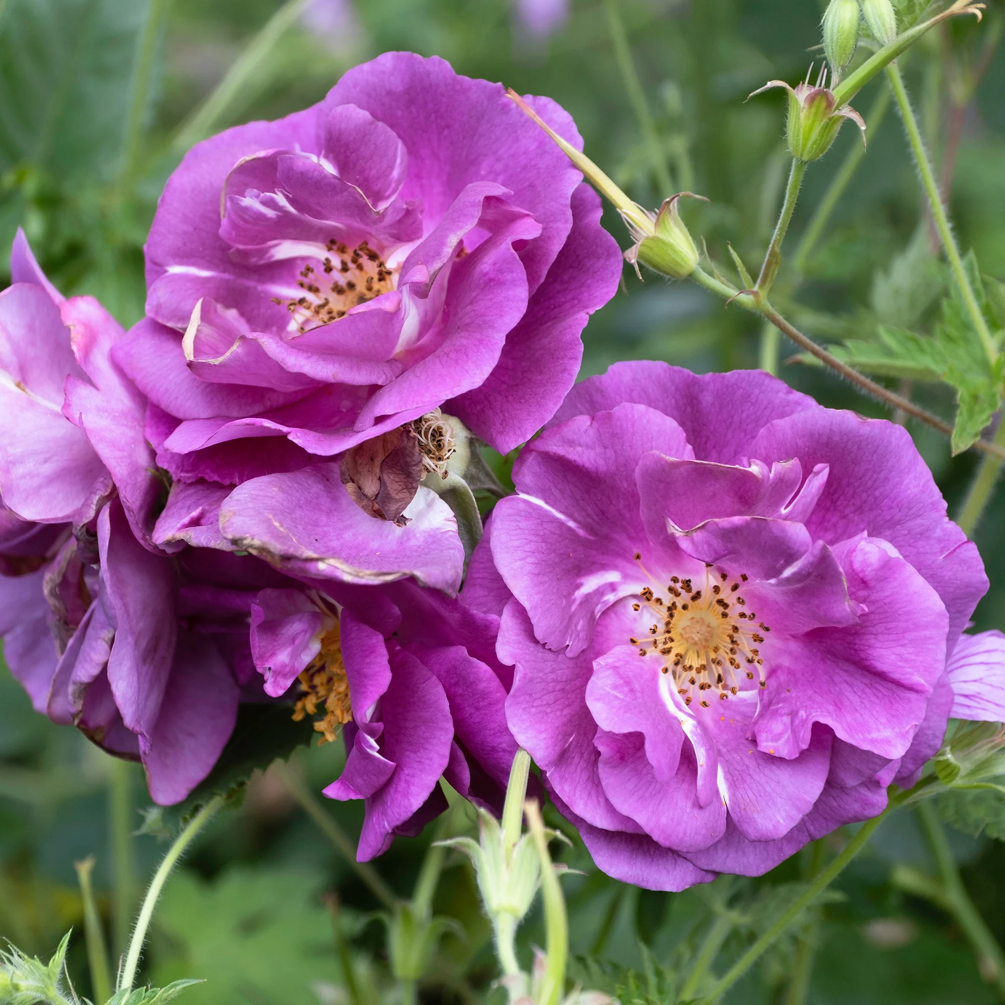 Rosier buisson Rhapsody in Blue® Frantasia - Image 3
