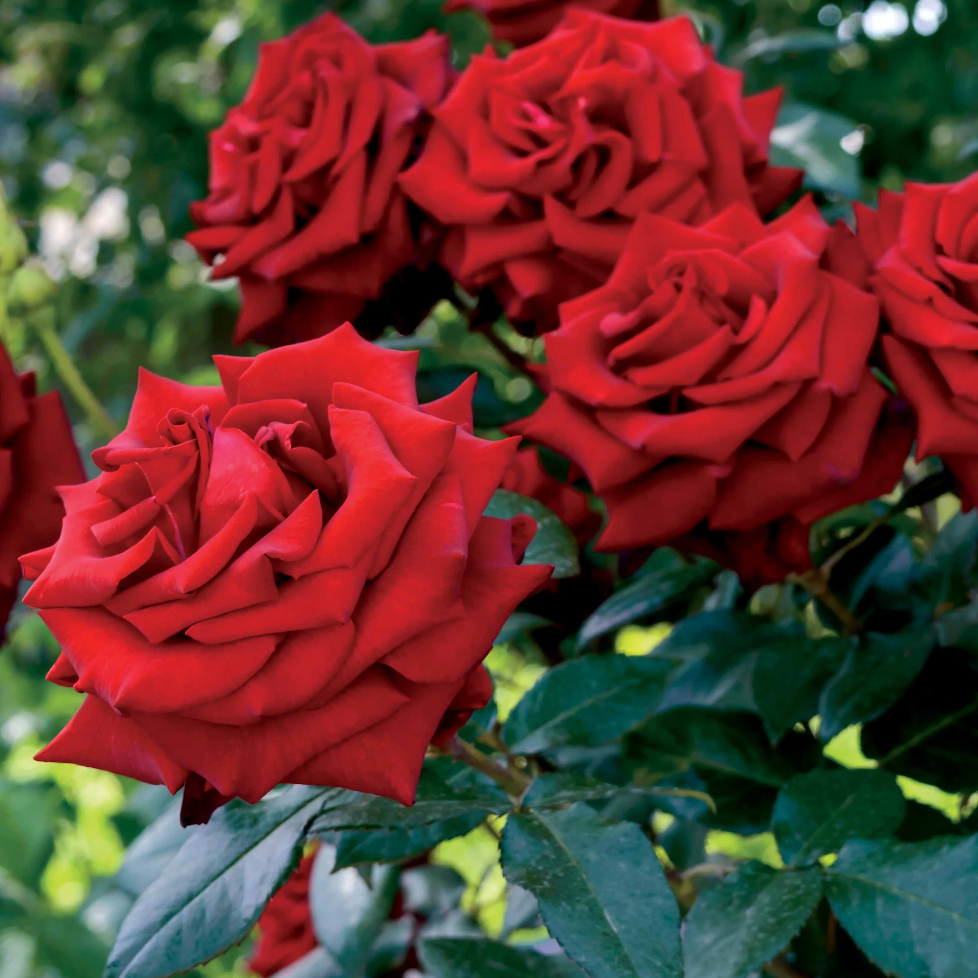 Rosier buisson rouge vif - Image 2