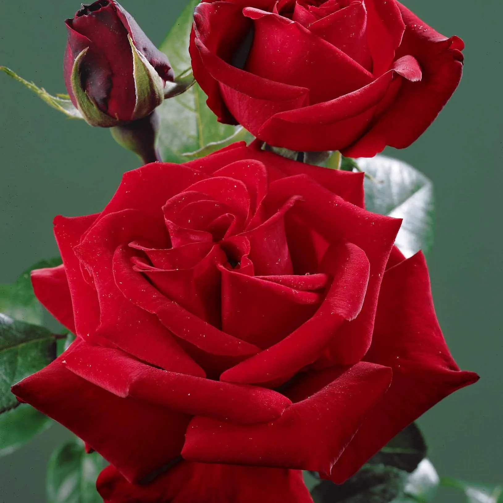 Rosier buisson rouge vif - Image 3