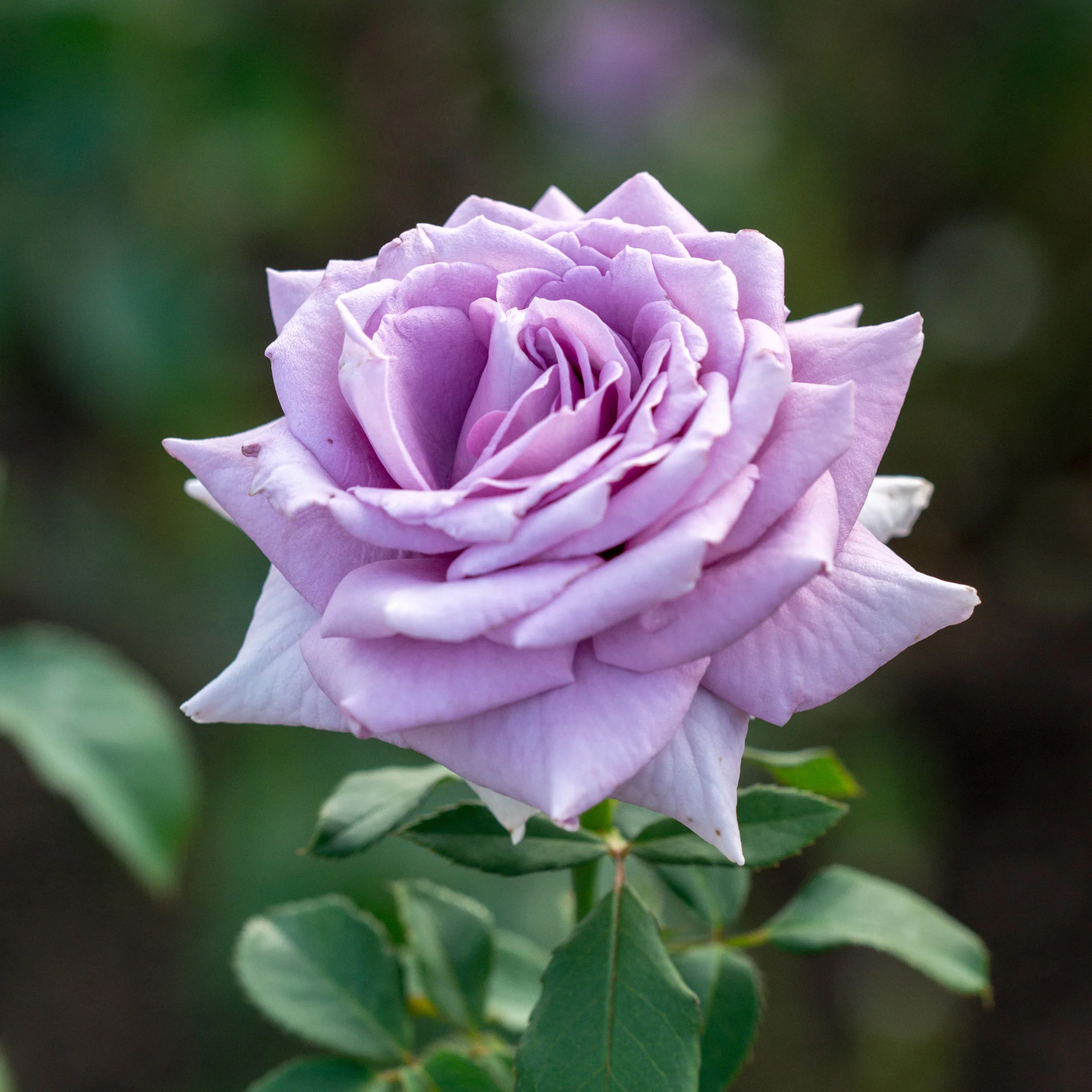 Rosier buisson violet