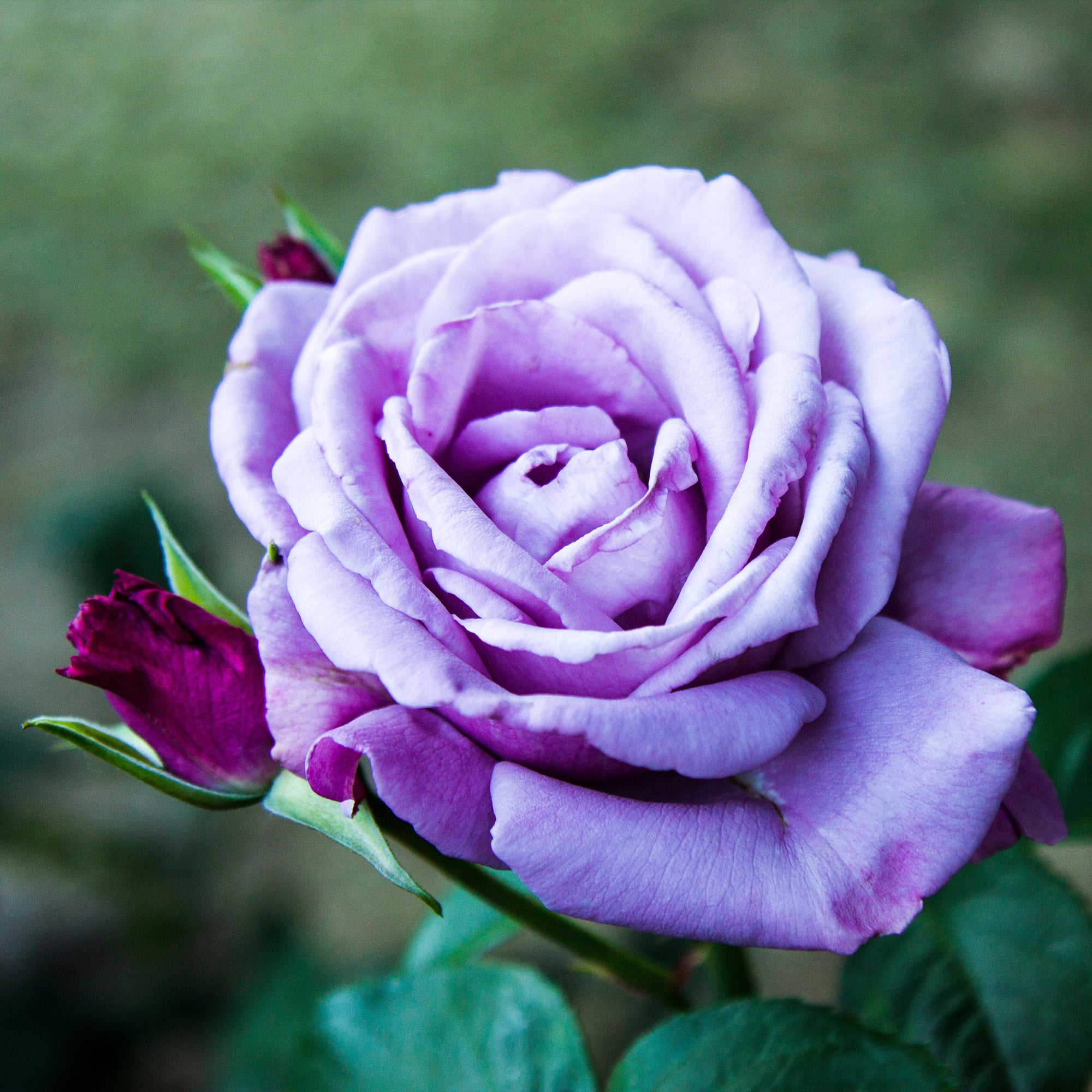 Rosier buisson violet - Image 3