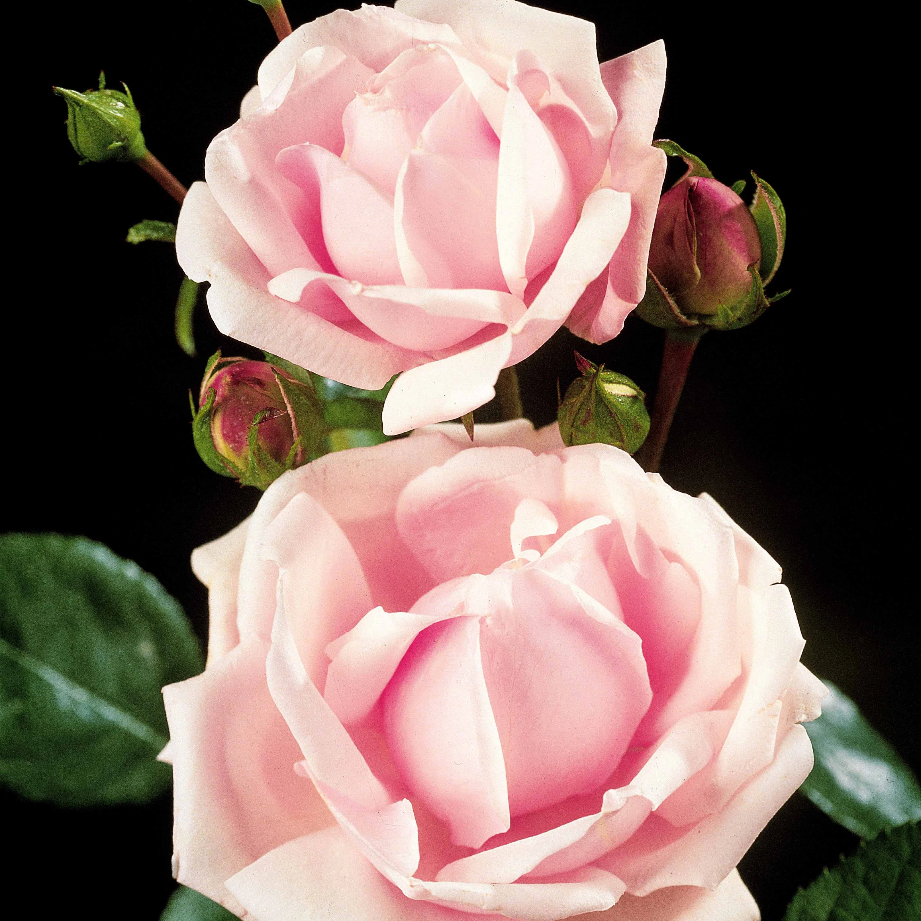 Rosier Cascade rose sur tige - Image 2