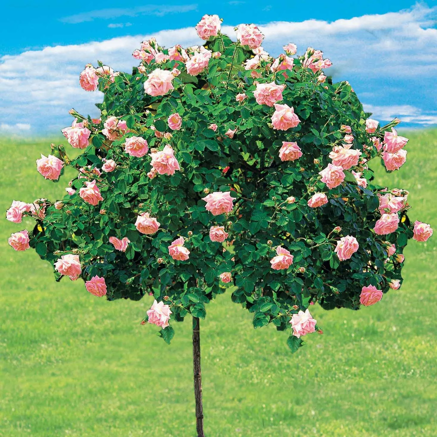 Rosier Cascade rose sur tige - Image 3