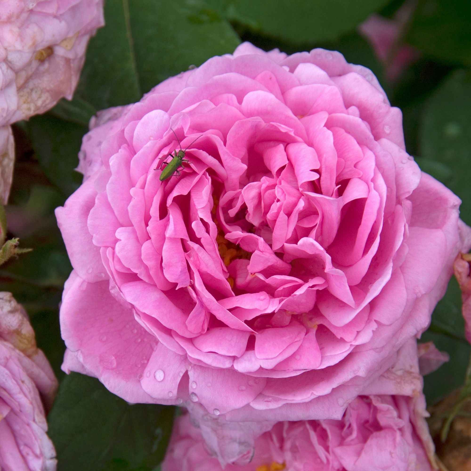 Rosier Comte de Chambord