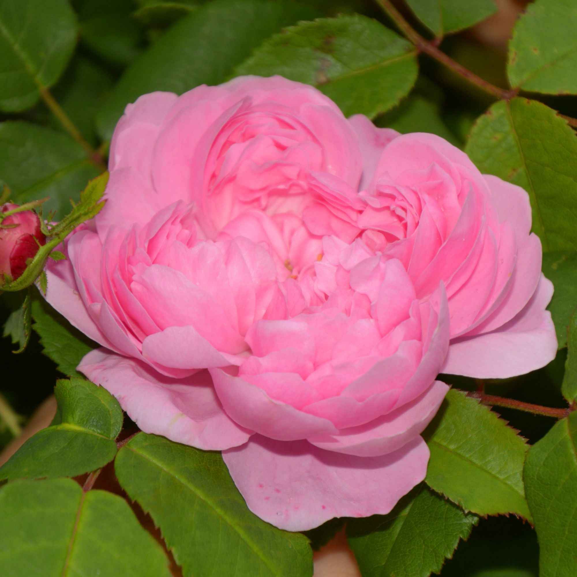 Rosier Comte de Chambord - Image 2