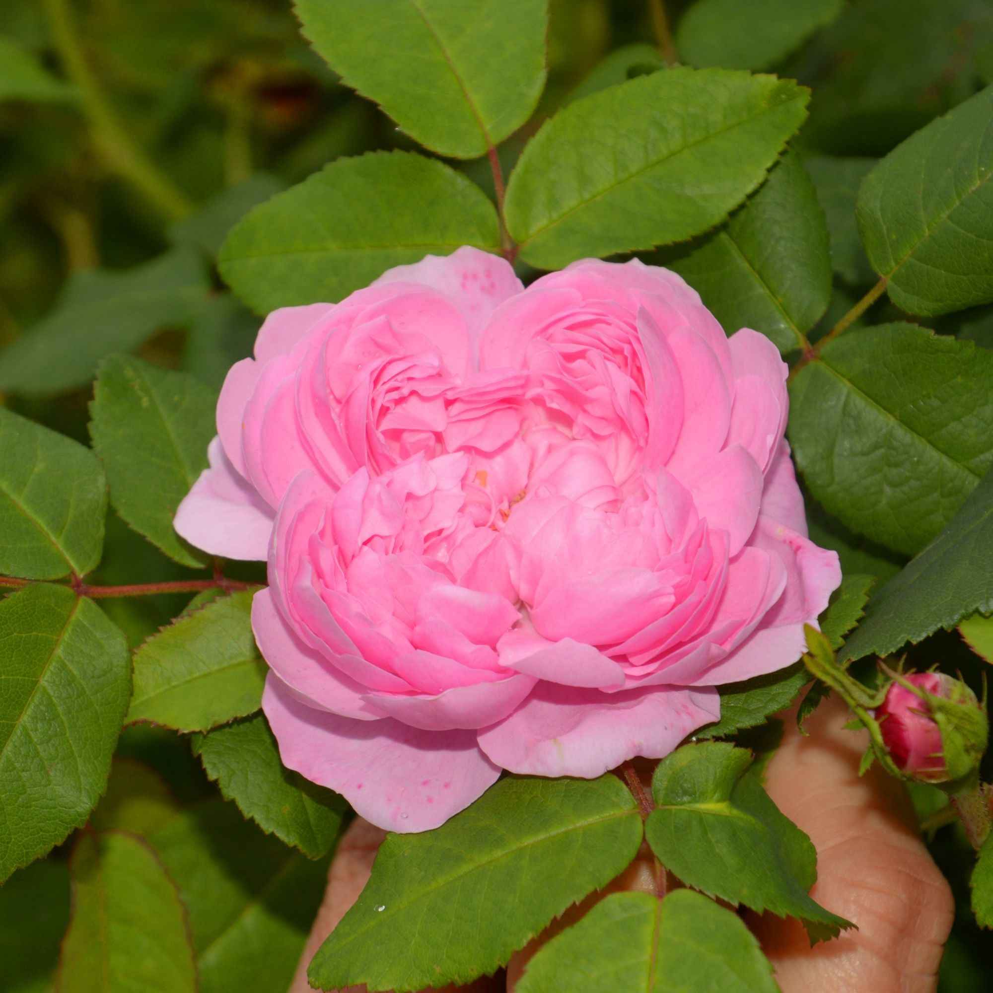 Rosier Comte de Chambord - Image 3