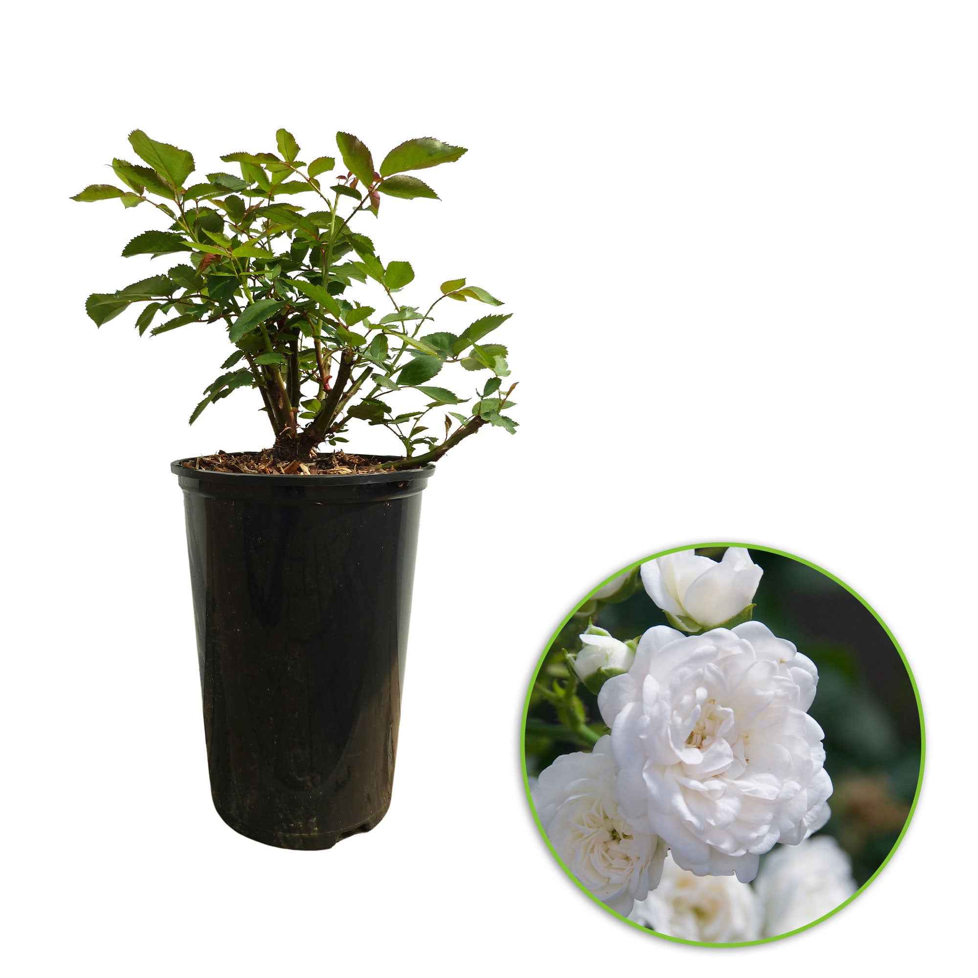Rosier 'Crystal Fairy' - Image 3