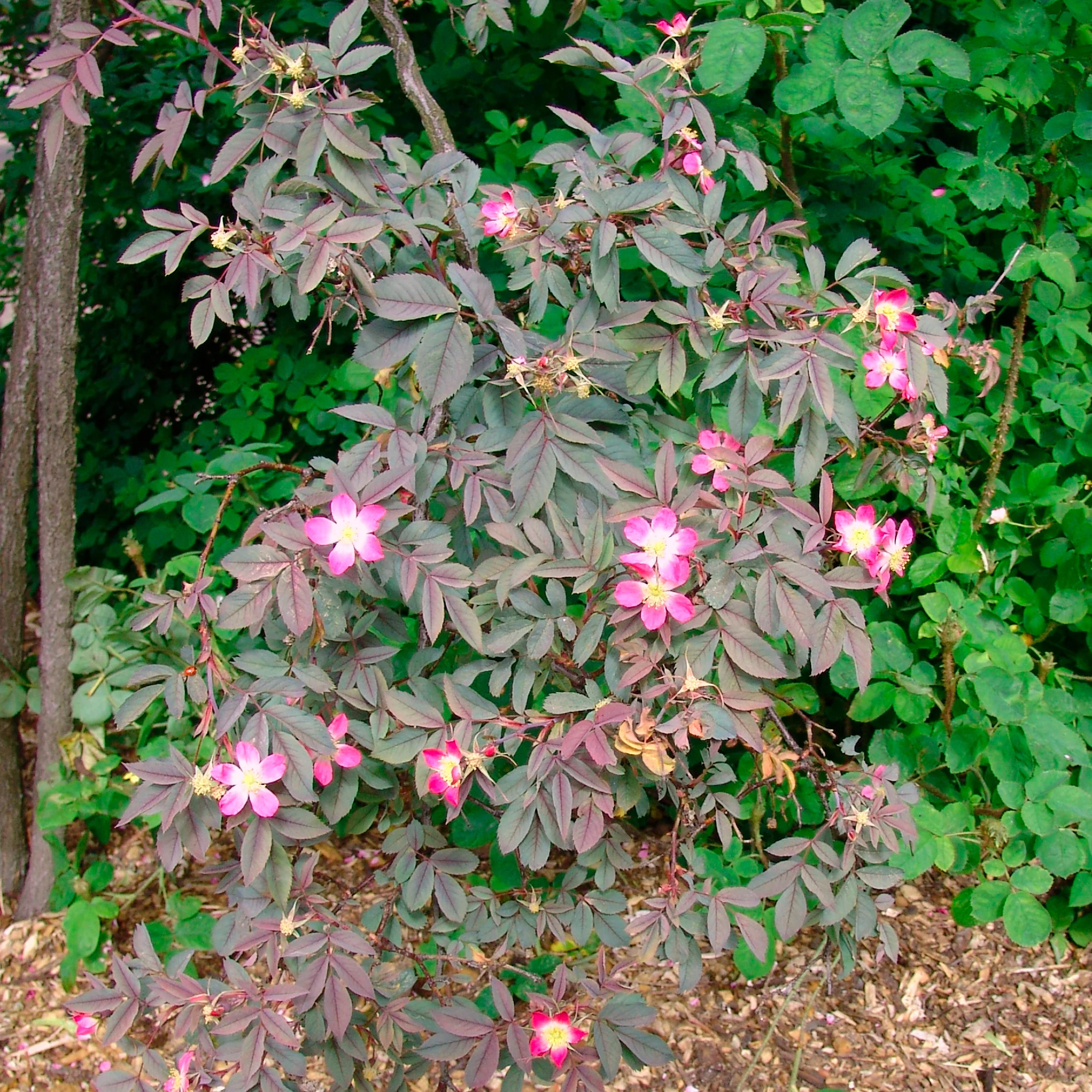 Rosier Glauca - Image 3