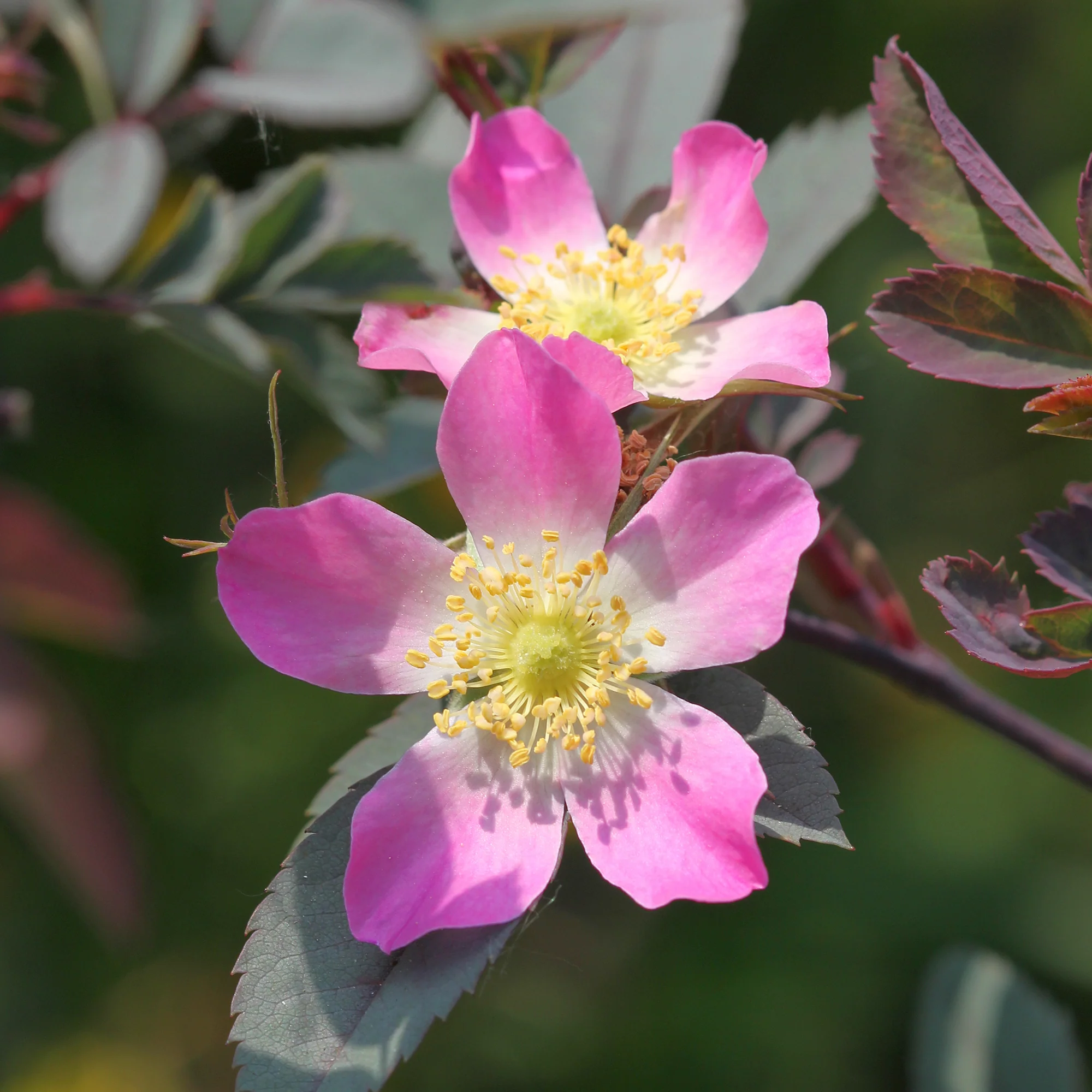 Rosier Glauca - Image 4