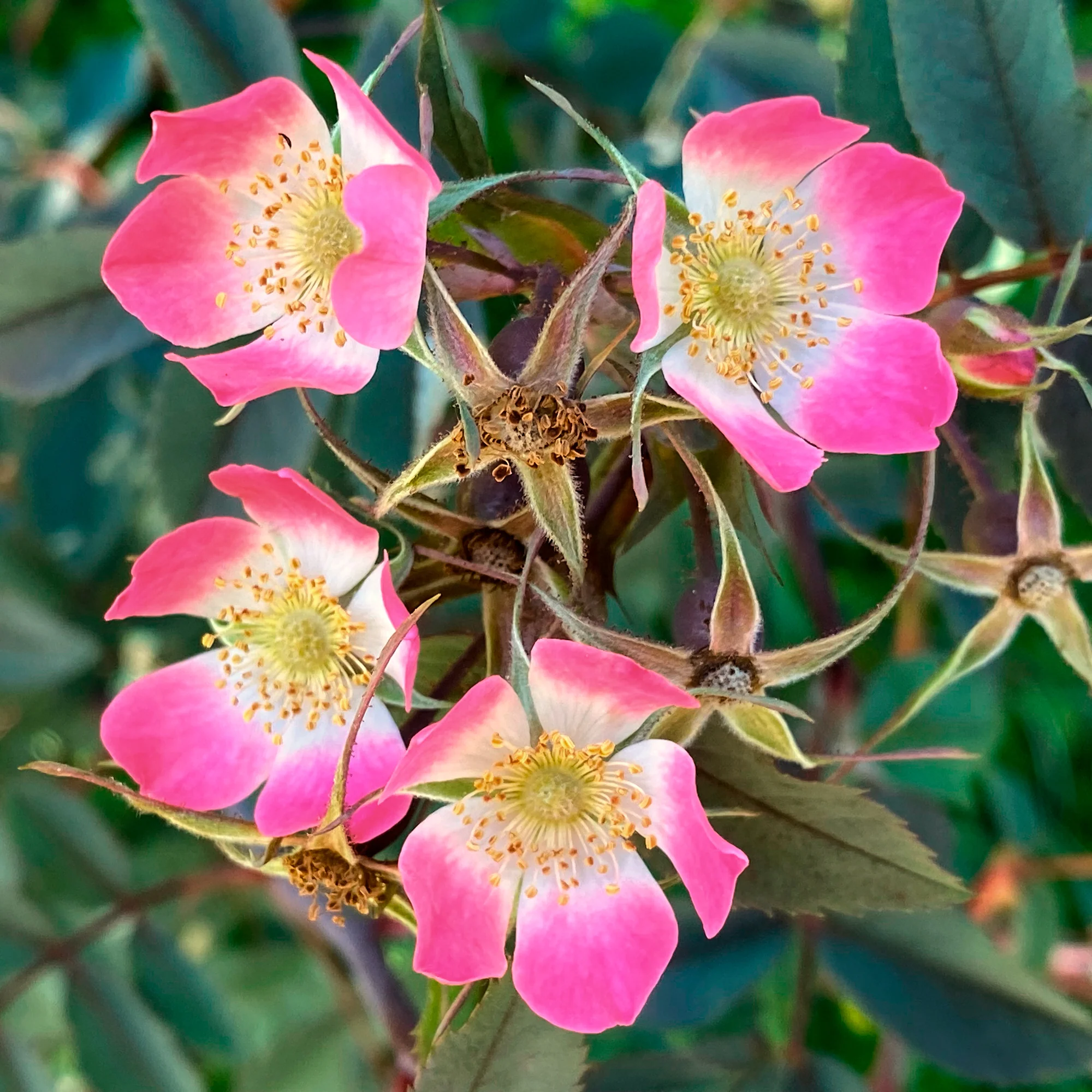 Rosier Glauca - Image 5
