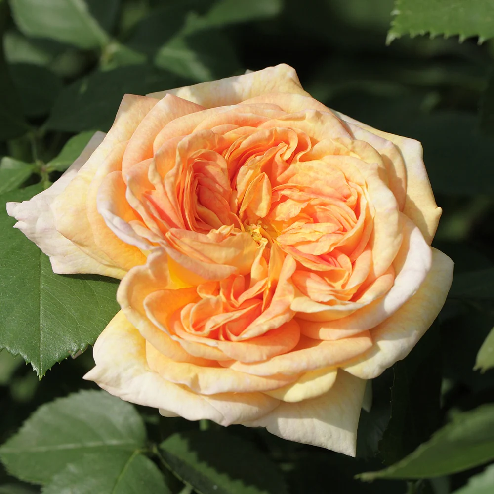 Rosier grimpant Alchymiste