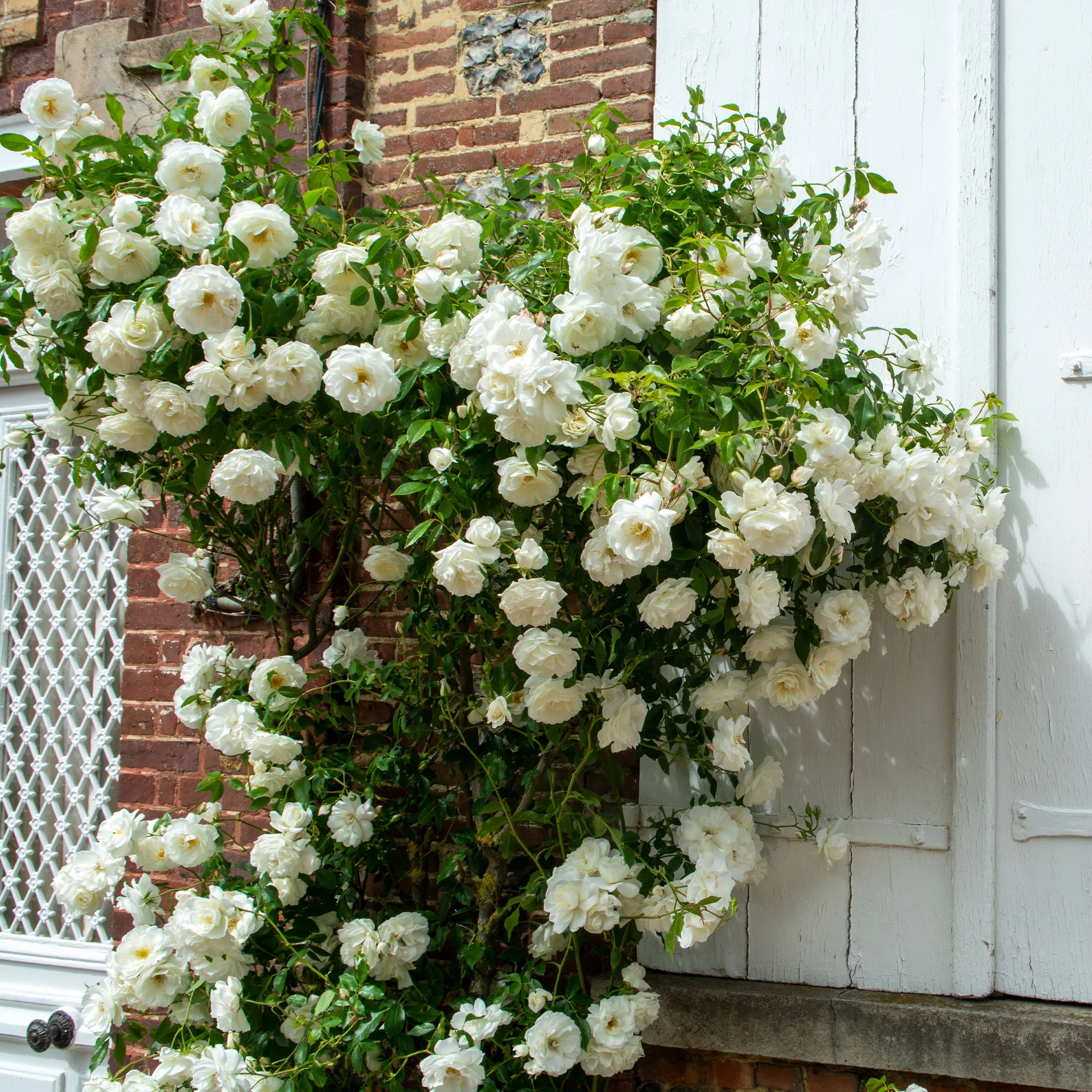 Rosier grimpant blanc