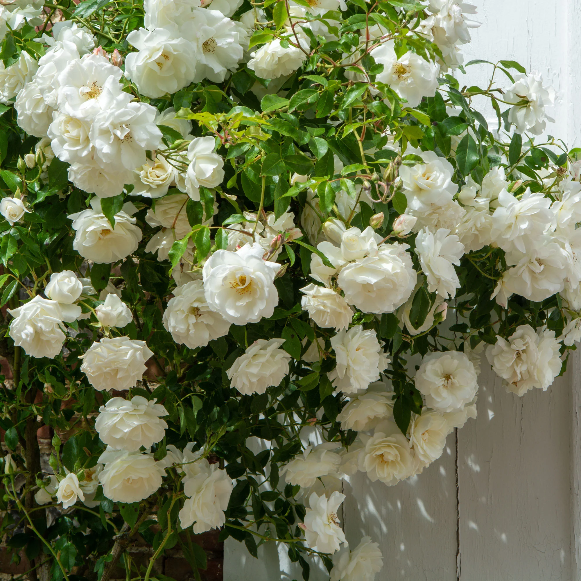 Rosier grimpant blanc - Image 2