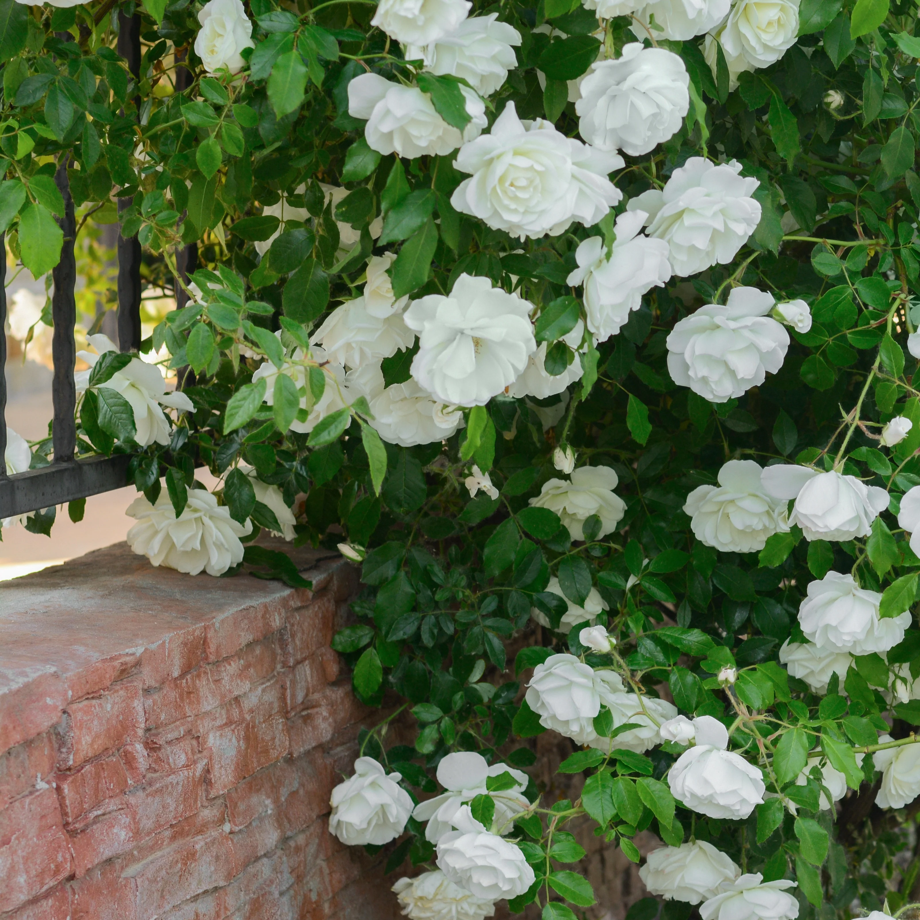 Rosier grimpant blanc - Image 3
