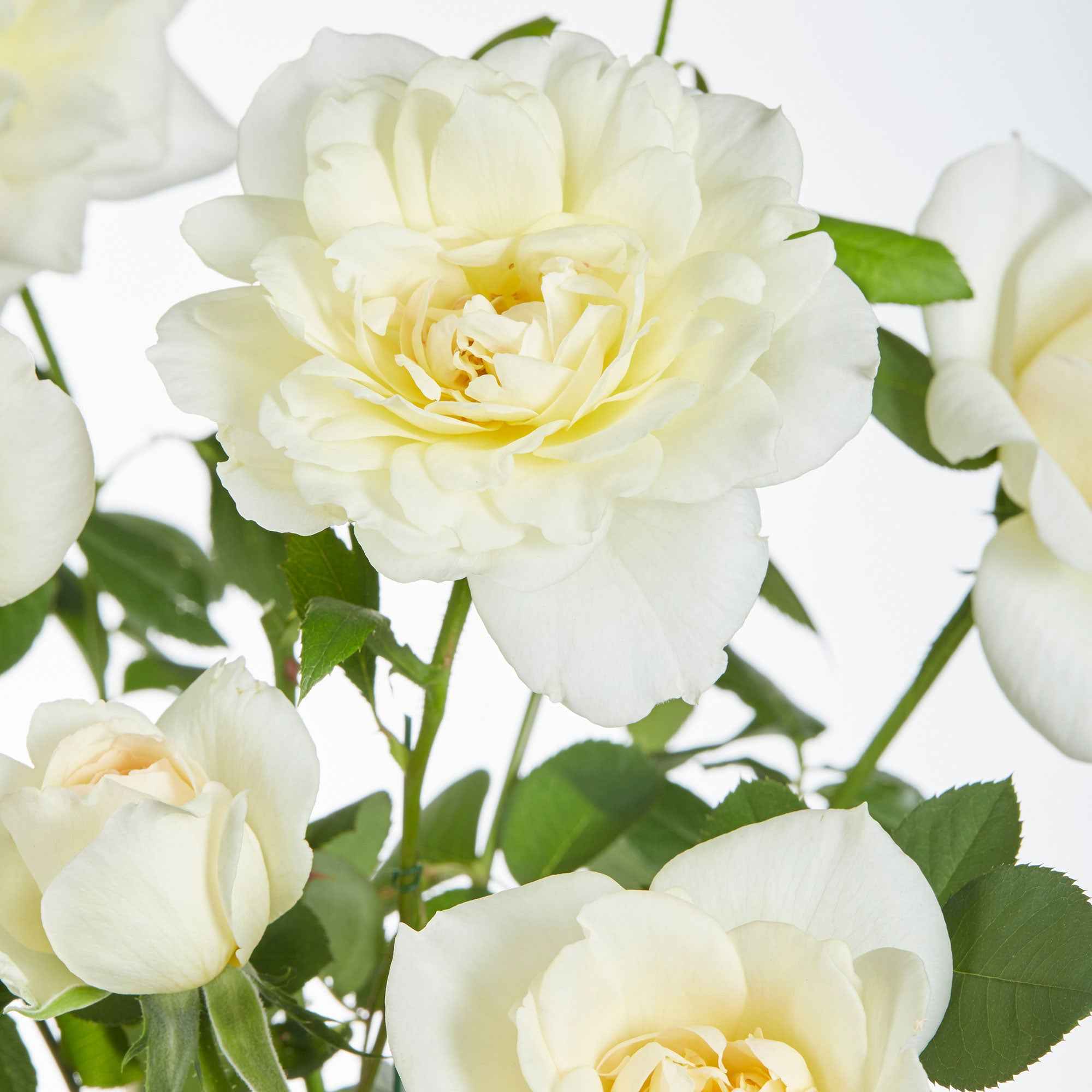 Rosier grimpant 'Crazy in Love' crème