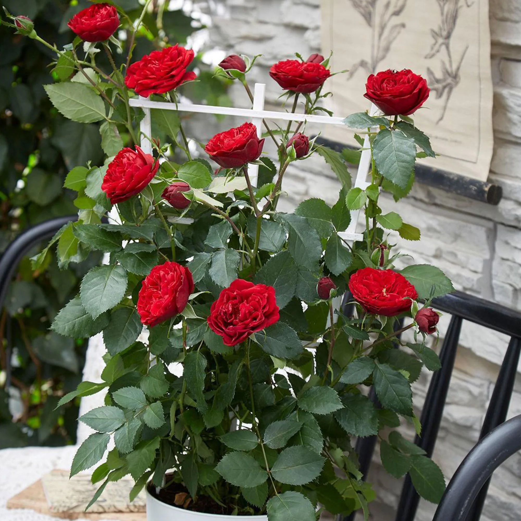 Rosier grimpant 'Crazy in Love' rouge - Image 3